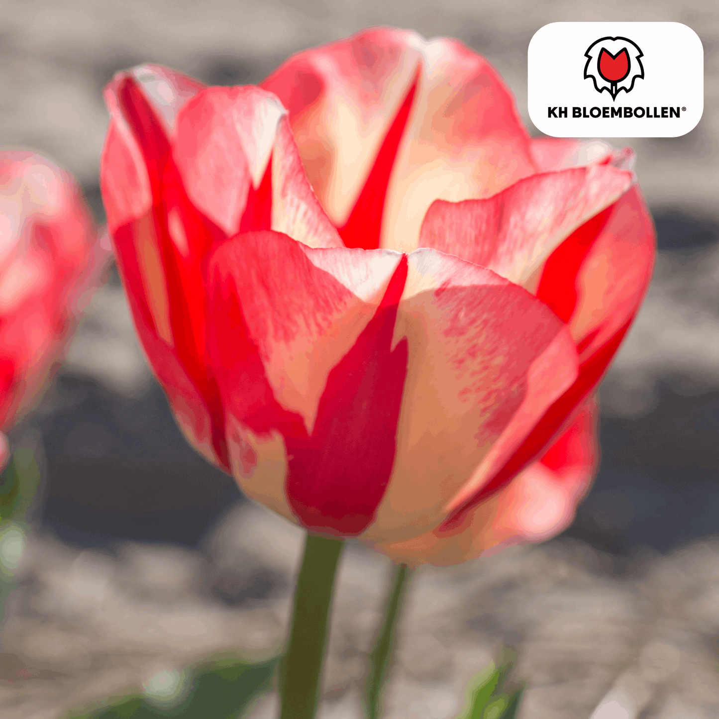 Tulpenzwiebeln Spryng Break – 20 Blumenzwiebeln – Rot-orange Tulpe – Feurig & auffällig – Für Garten & Topf