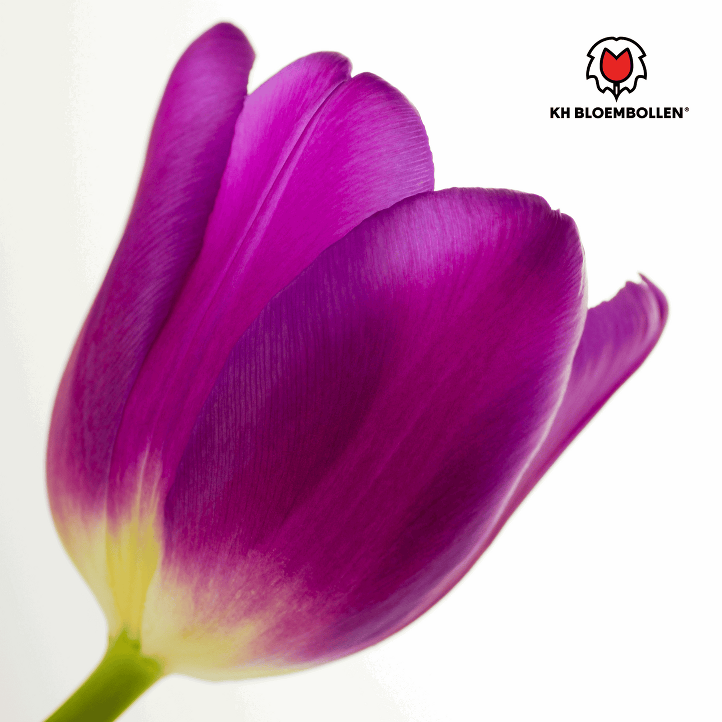 Tulpenzwiebeln Purple Prince – 20 Blumenzwiebeln – Lila-violette Tulpe – Kraftvoll & elegant – Für Garten & Topf