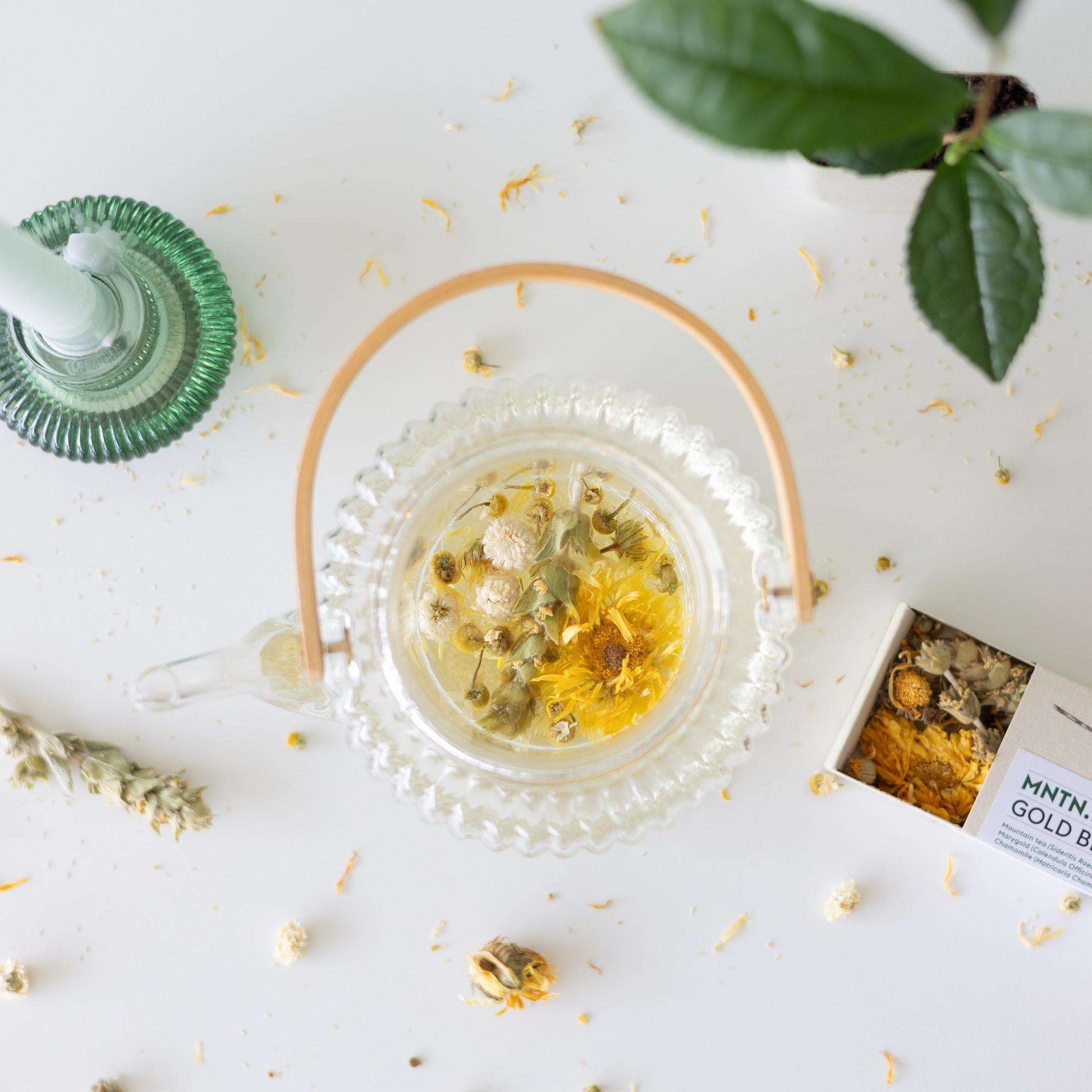 Teepause Geschenkset – Bio Gold Blend Tee & Baby-Teepflanze Camellia sinensis – Briefkastengeschenk – Nachhaltig & plastikfrei – Inkl. Pflegetipps – Für Teeliebhaber