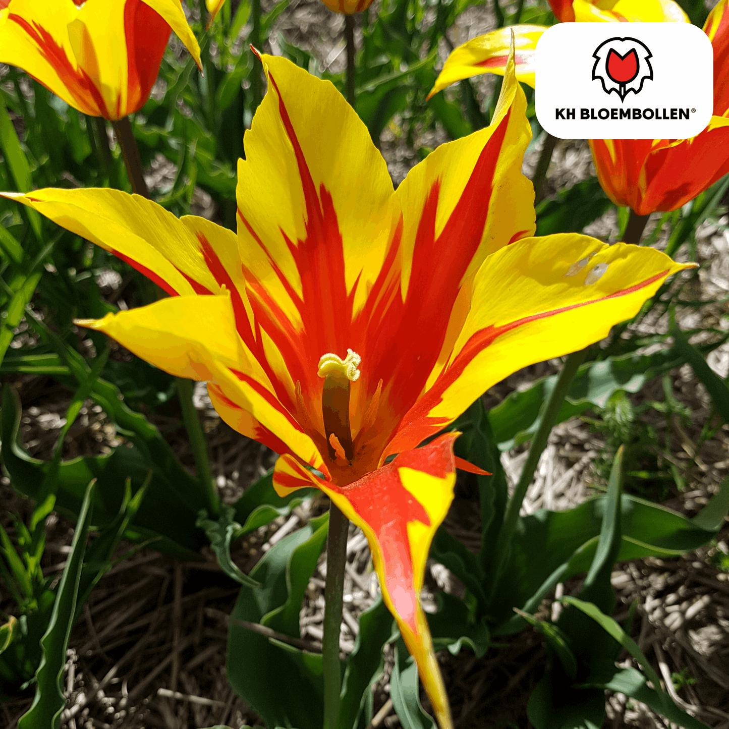Tulpenzwiebeln Fire Wings – 20 Blumenzwiebeln – Rot-gelb geflammte Tulpe – Feurig, auffällig & winterhart – Für Garten oder Topf