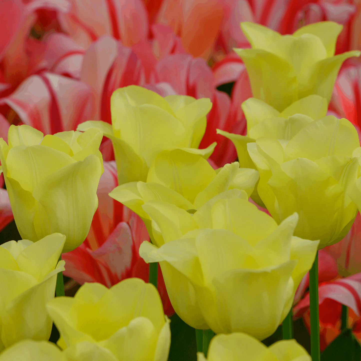Tulpenzwiebeln World Friendship – 20 Blumenzwiebeln– Hellgelbe Tulpe – Elegante Frühlingsblüher für Garten & Topf – Winterhart