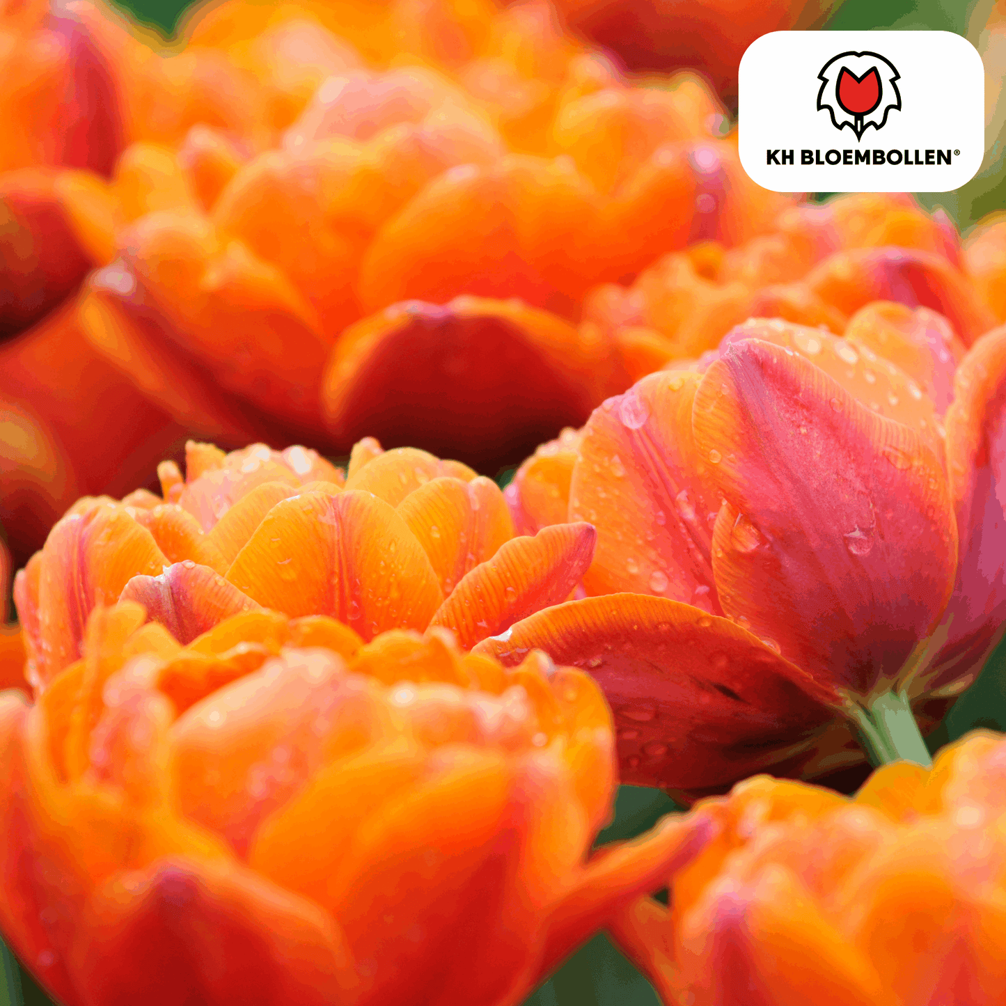 Tulpenzwiebeln Icoon – 20 Blumenzwiebeln – Lachsrosa gefüllte Tulpe – Stilvoll & modern – Für Garten oder Topf