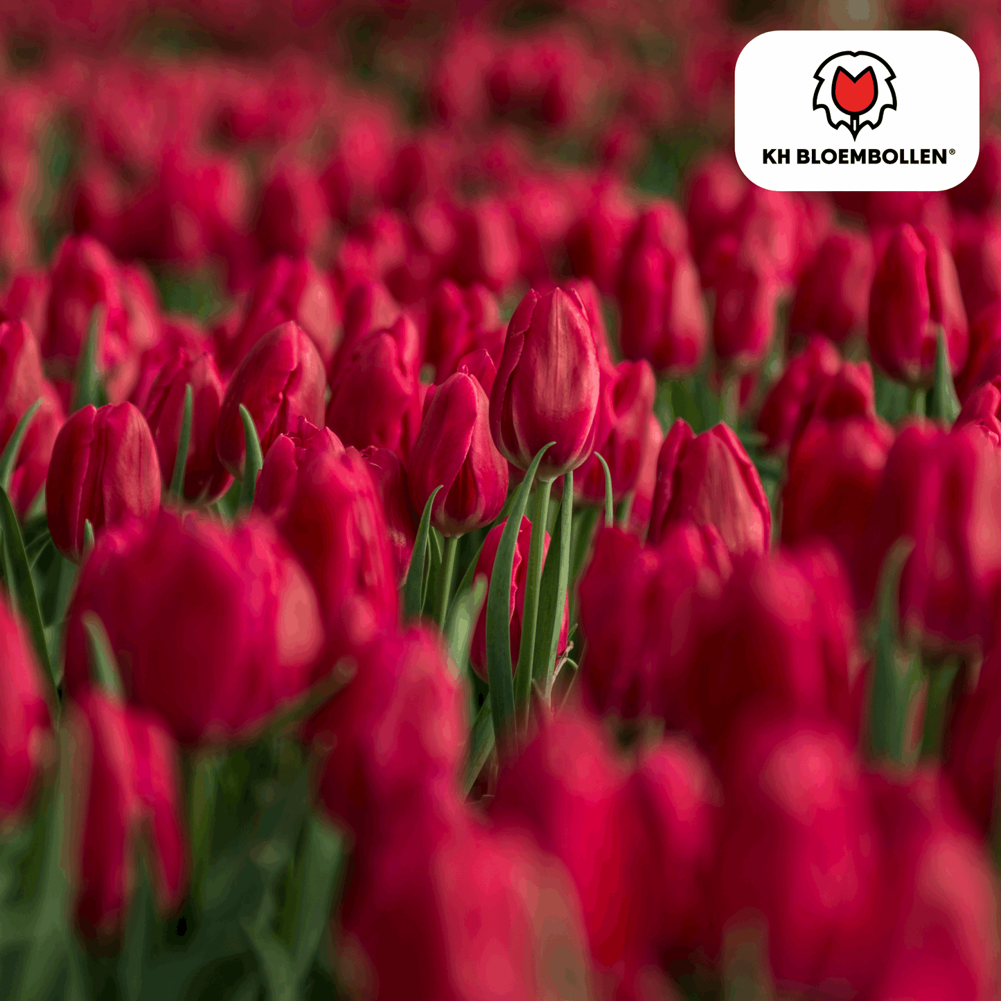 Tulpenzwiebeln Ile de France – 20 Blumenzwiebeln – Tiefrote Tulpe – Klassisch, elegant & robust – Für Garten oder Topf