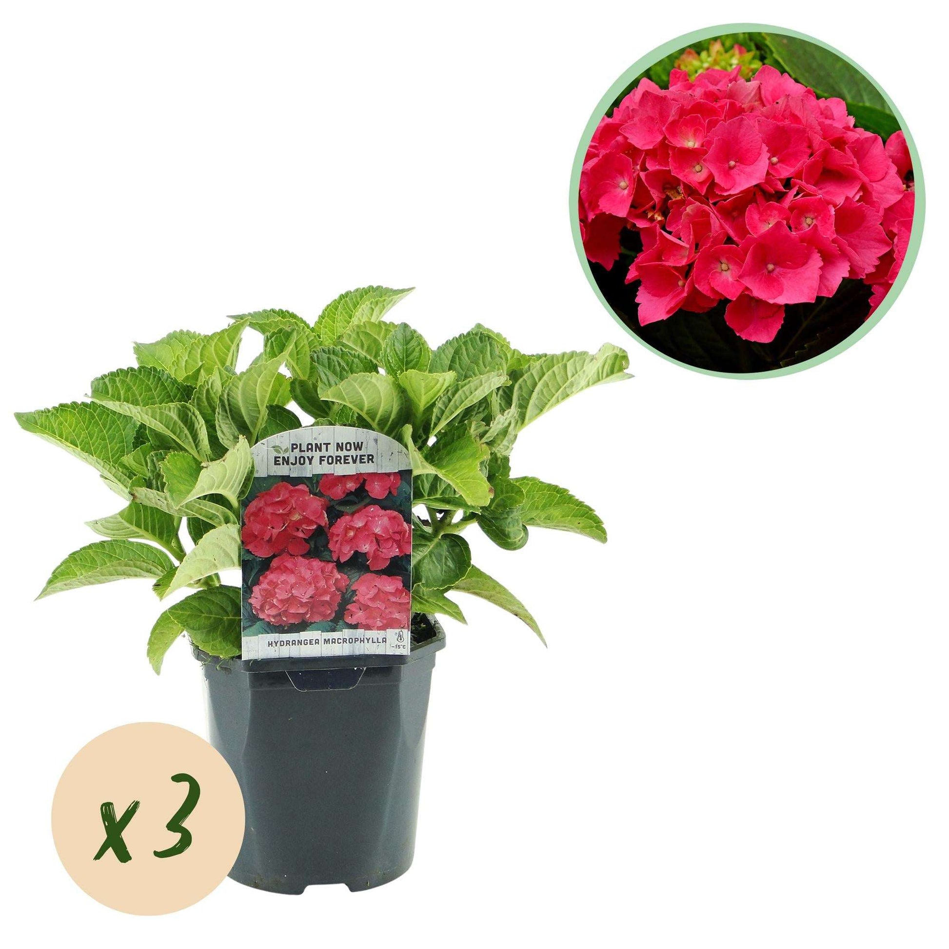 Hortensie Hydrangea macrophylla Rot – 3 Pflanzen für 1 m² – Ø17cm – ↕30cm – Sommerblüher – Pflegeleicht & laubabwerfend