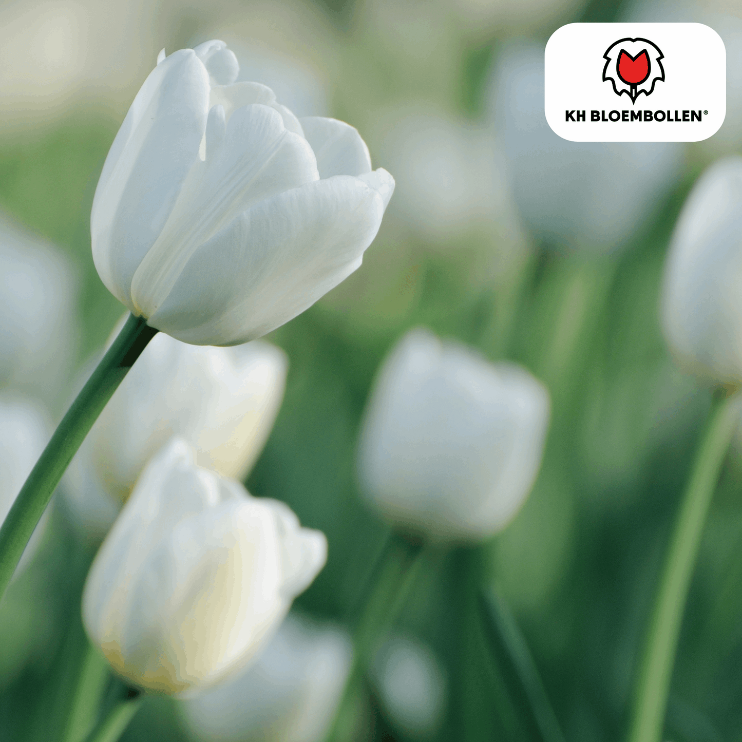 Catherina Tulpenzwiebeln – 20 Stück – Reinweiße Frühlingsblüher – Tulipa „Catherina“ – Für Garten & Topf – Blüte April–Mai