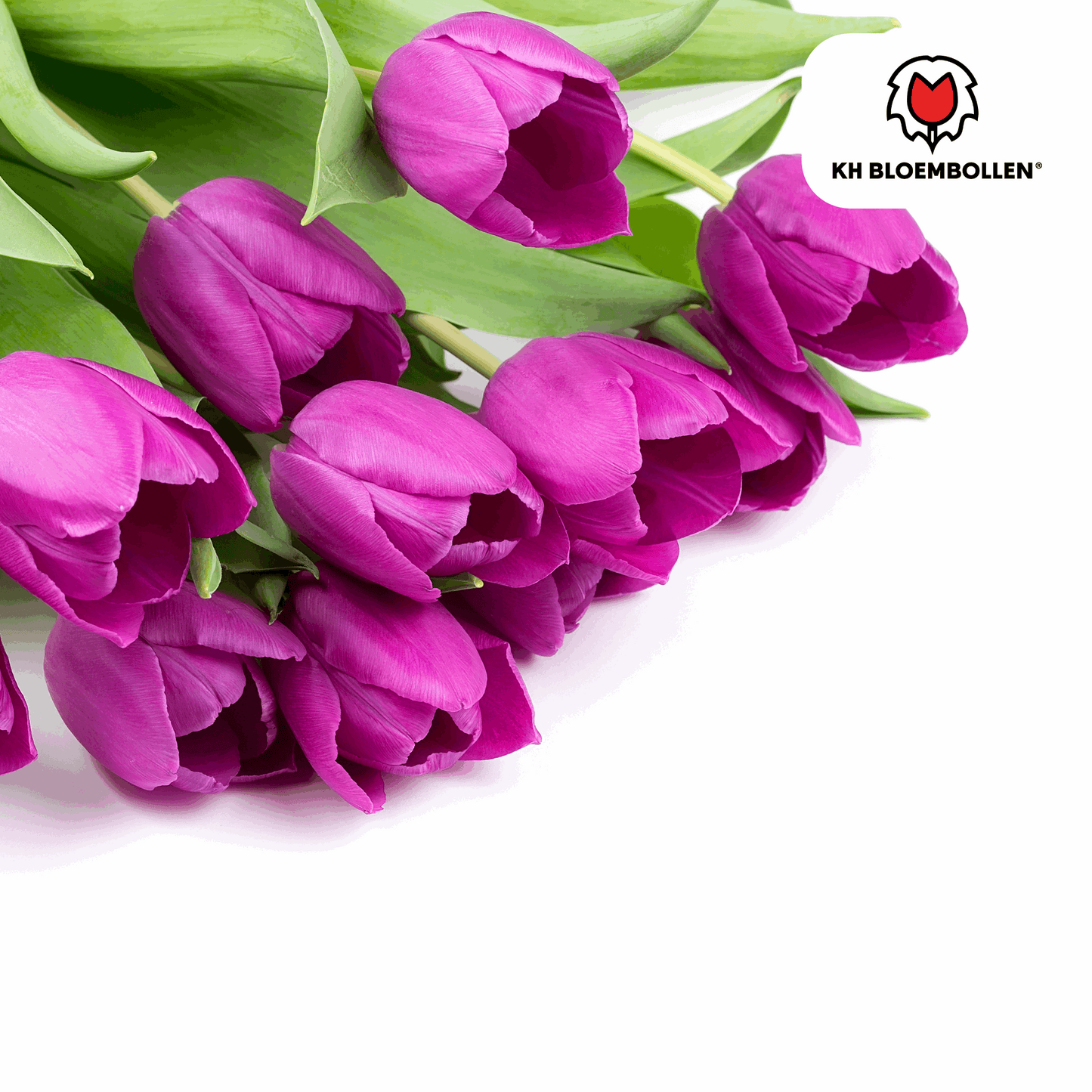 Tulpenzwiebeln Purple Prince – 20 Blumenzwiebeln – Lila-violette Tulpe – Kraftvoll & elegant – Für Garten & Topf
