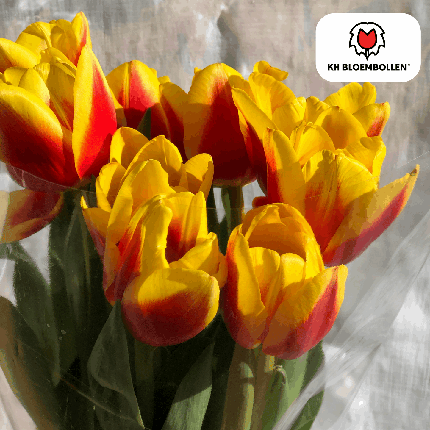 Tulpenzwiebeln Jan Seignette – 20 Blumenzwiebeln – Rot-gelb gestreifte Tulpe – Klassisch & auffällig – Für Garten & Topf