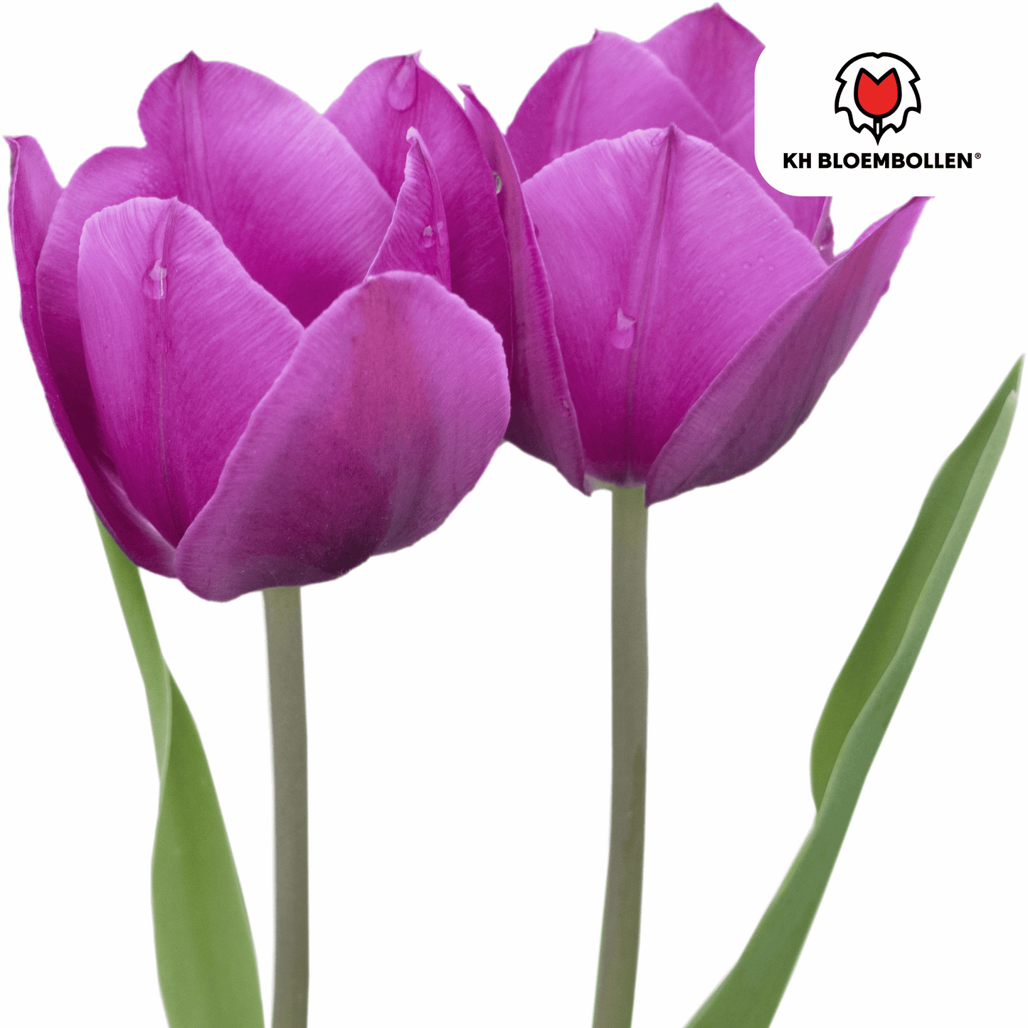 Tulpenzwiebeln Purple Prince – 20 Blumenzwiebeln – Lila-violette Tulpe – Kraftvoll & elegant – Für Garten & Topf