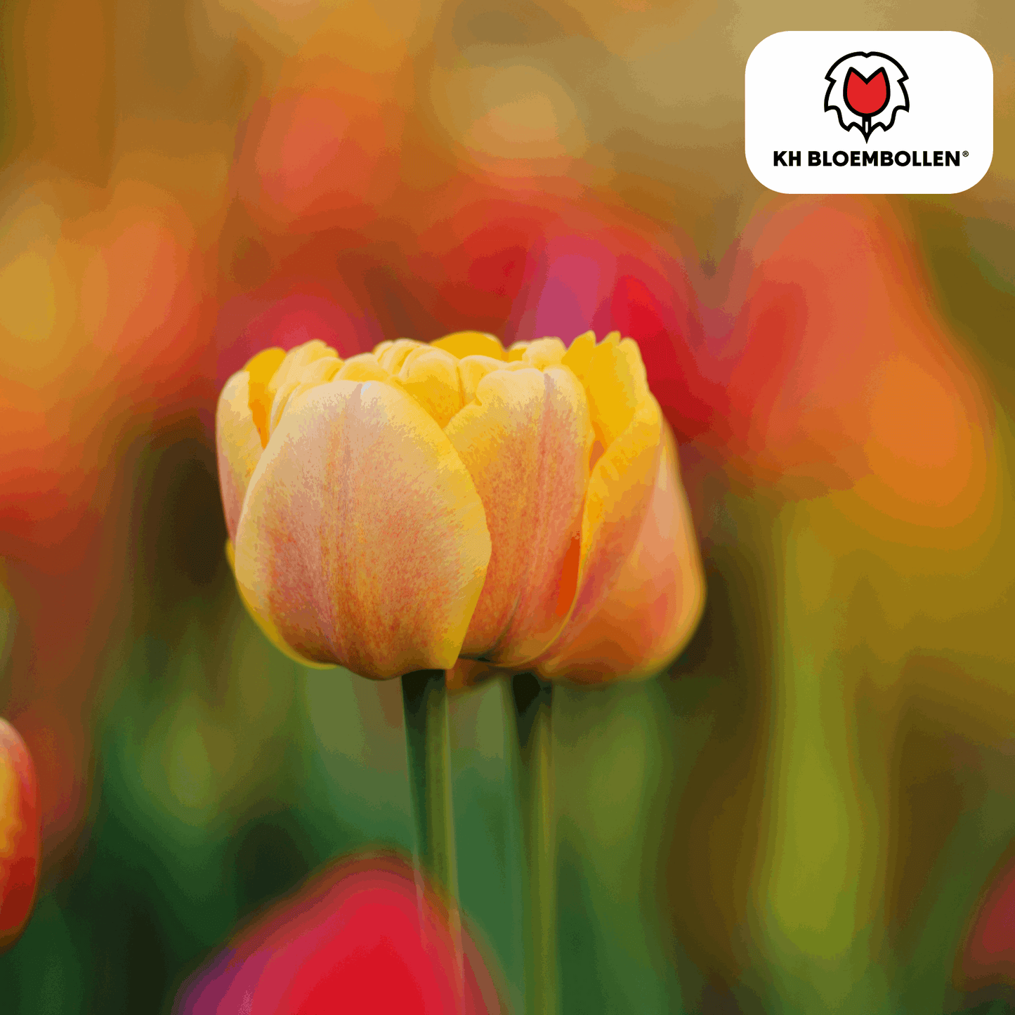 Tulpenzwiebeln Icoon – 20 Blumenzwiebeln – Lachsrosa gefüllte Tulpe – Stilvoll & modern – Für Garten oder Topf