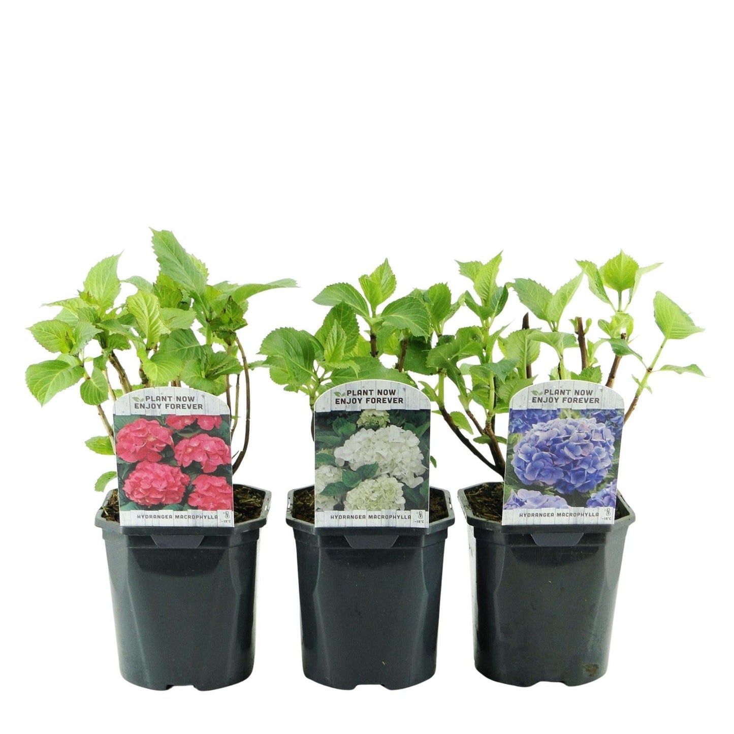 Hortensie Hydrangea macrophylla Tricolour – 3 Pflanzen in Rosa, Blau & Weiß – Ø17cm – ↕30cm – Blüte Juni–September – Laubabwerfend – Pflegeleicht & winterhart