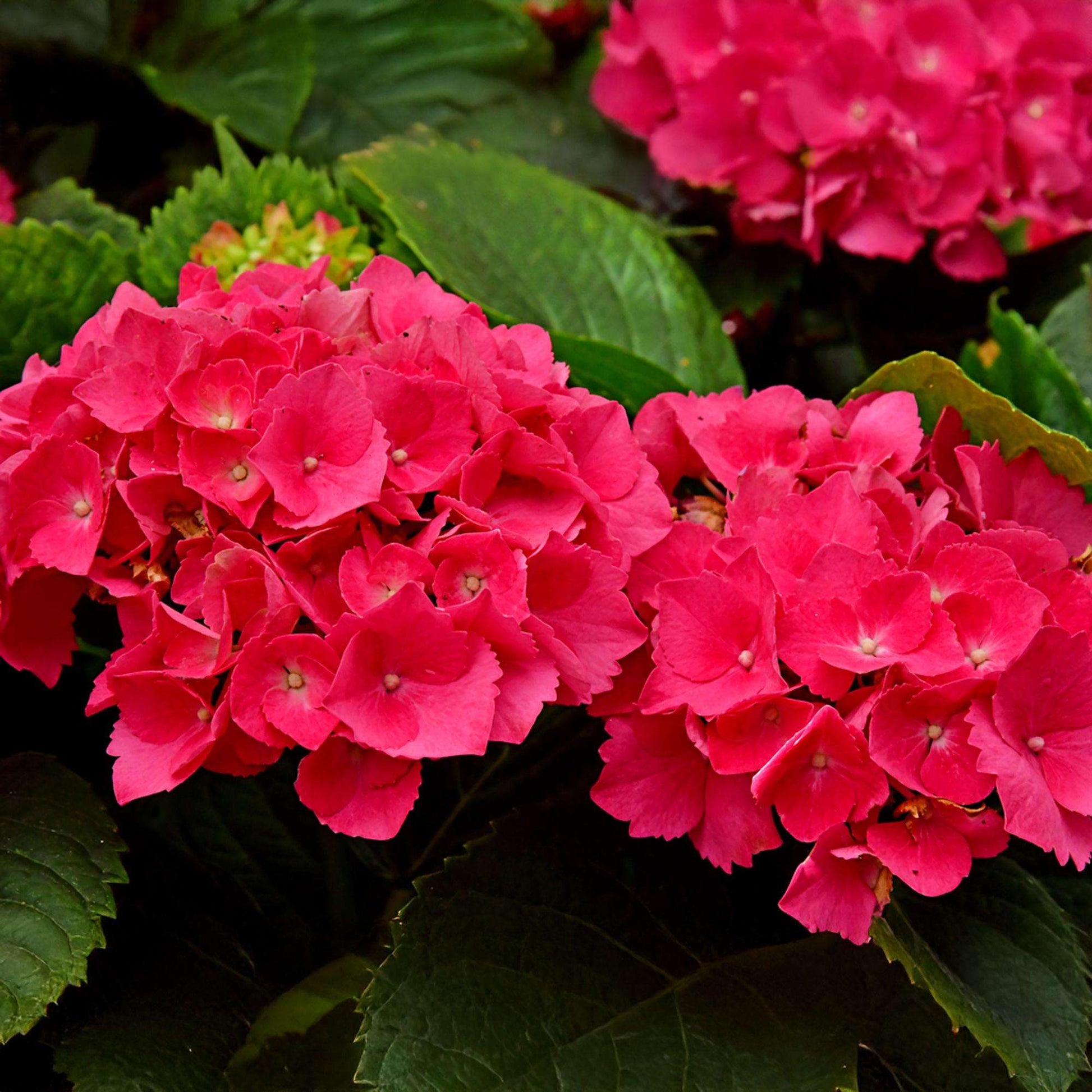 Hortensie – Hydrangea macrophylla Rot – Blüte Rot – Ø17cm – ↕30cm – Sommerblüher – Pflegeleicht & Laubabwerfend