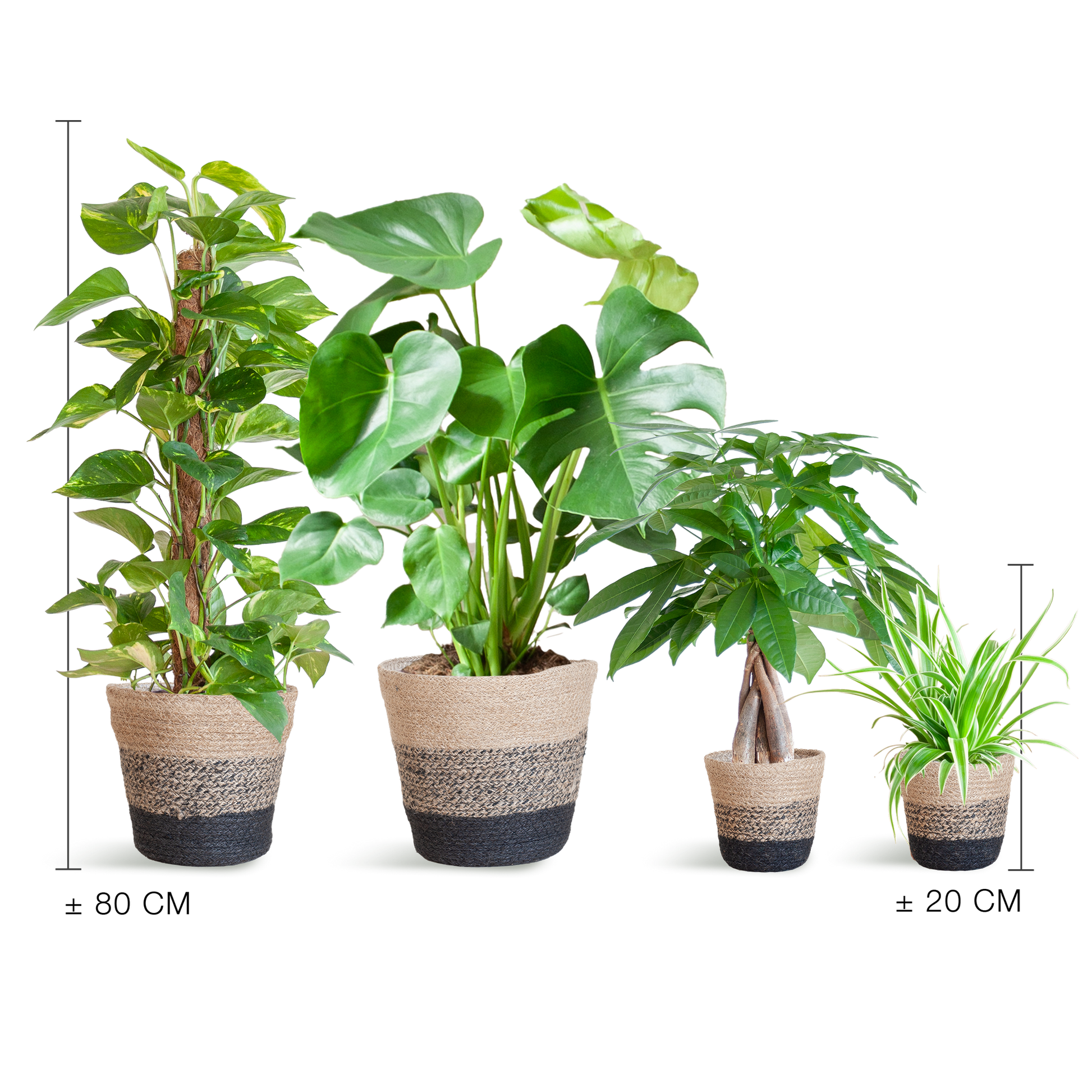 Pflegeleichter Pflanzkasten + Korb Lissabon schwarz – Ø12cm – 4 Zimmerpflanzen – Easy Plant Box – Nachhaltiger Jutekorb