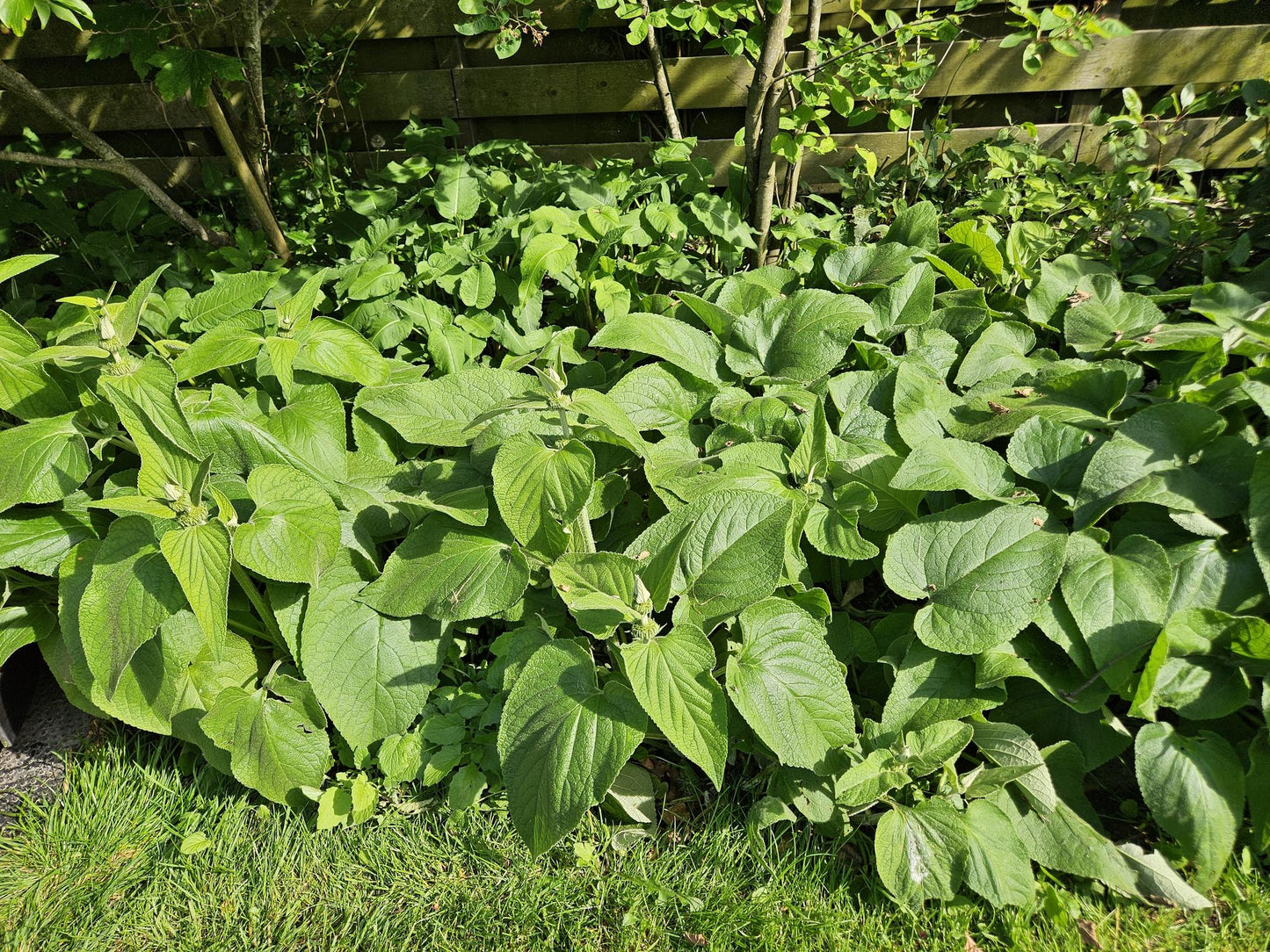 Russel-Brandkraut Phlomis russeliana – ↕10-25cm – Ø9cm – 60 Pflanzen – Staude – Winterhart – Bienenfreundlich – Gelbe Blüten