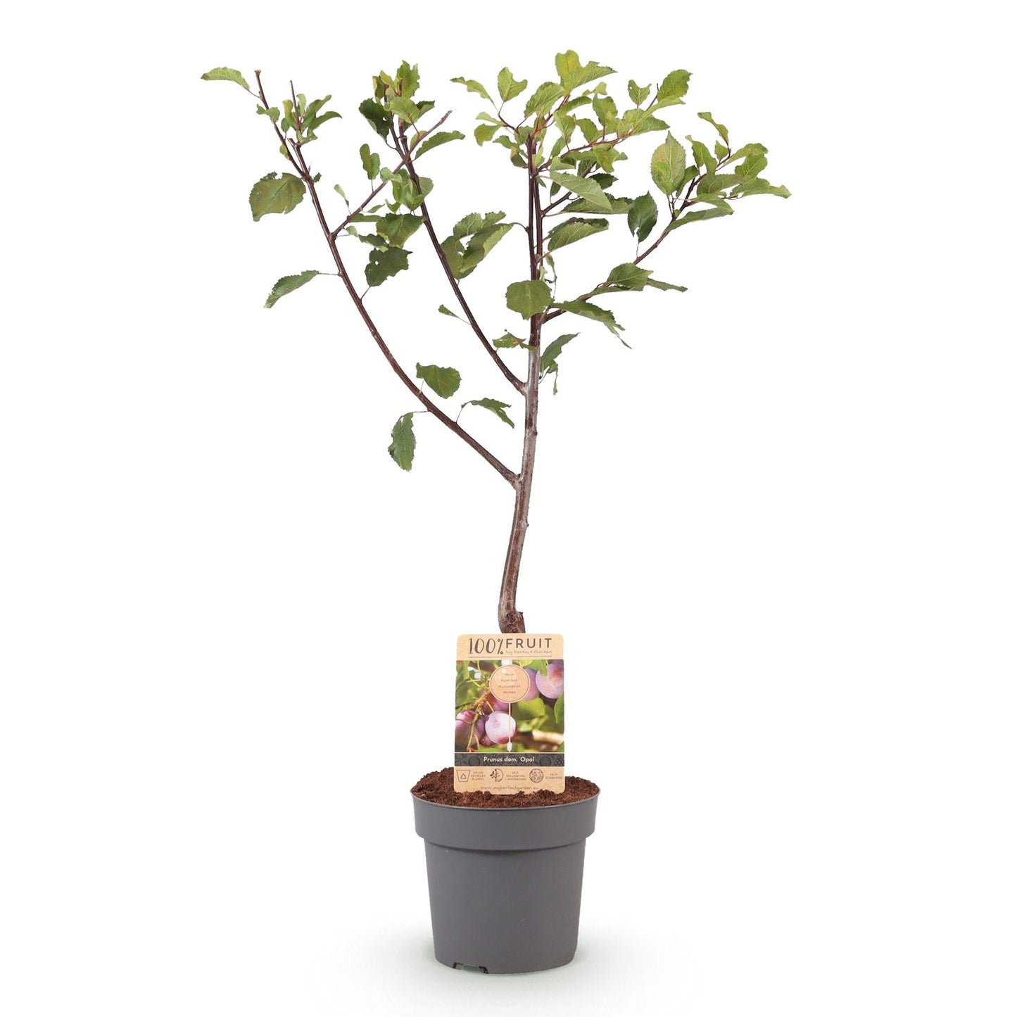 Pflaumenbaum – Prunus domestica 'Opal' – ca. 90 cm hoch – Topf Ø21 cm – gelb-rote Früchte – selbstfruchtend & ertragreich – Obstbaum für Garten & Terrasse