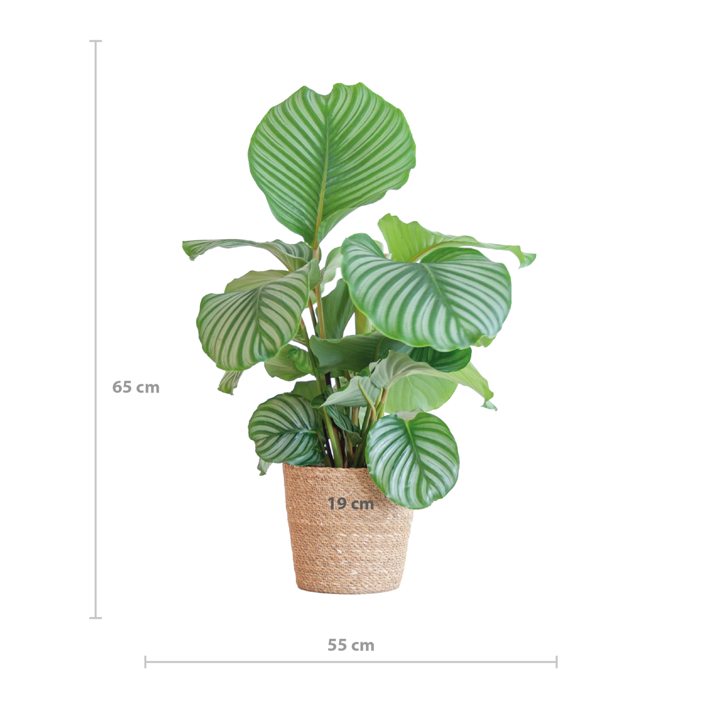 Korbmarante Calathea Orbifolia – Zimmerpflanze – 65cm hoch – Ø21cm – inkl. Natur-Korb Sofia aus Seegras – Luftreinigend & dekorativ