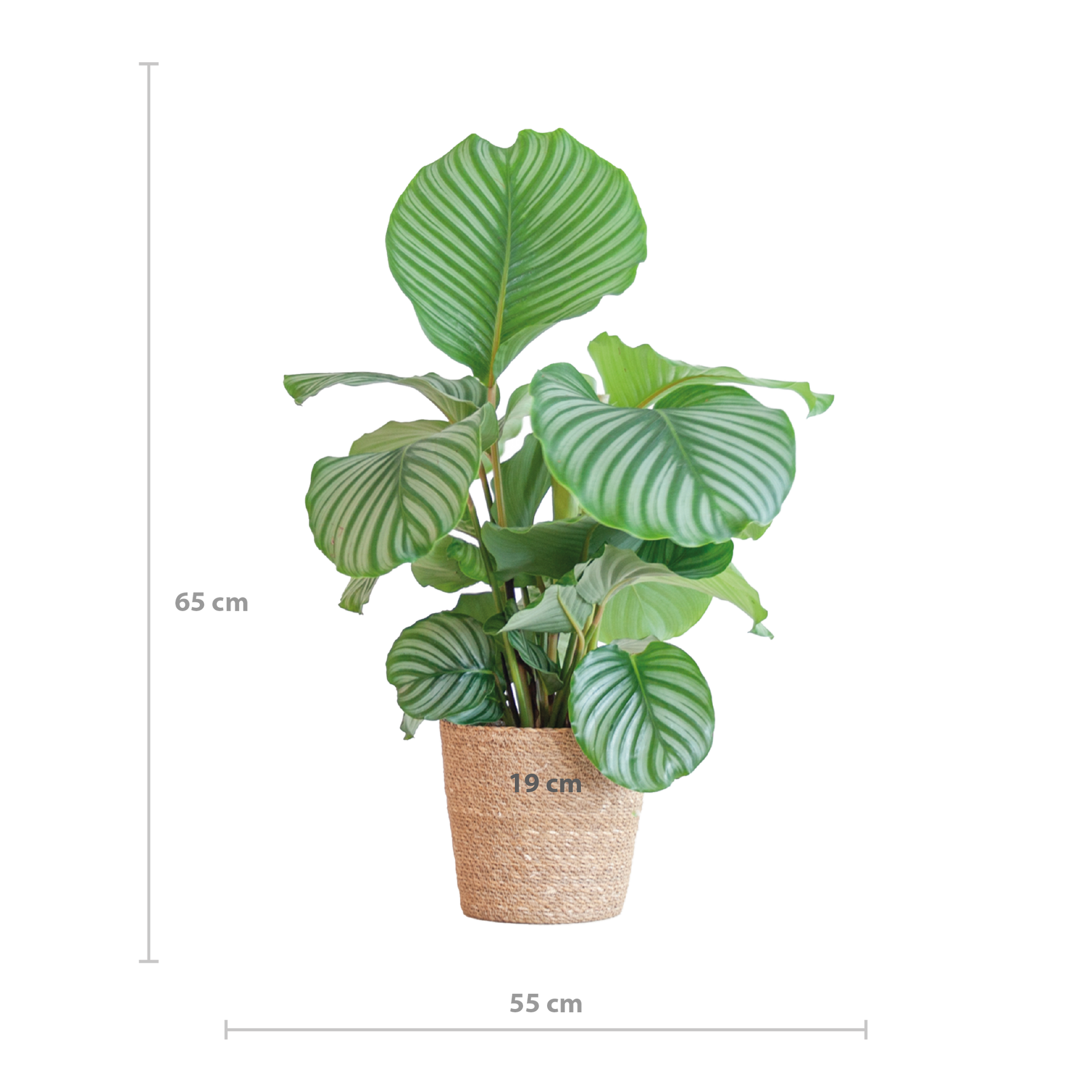 Korbmarante Calathea Orbifolia – Zimmerpflanze – 65cm hoch – Ø21cm – inkl. Natur-Korb Sofia aus Seegras – Luftreinigend & dekorativ