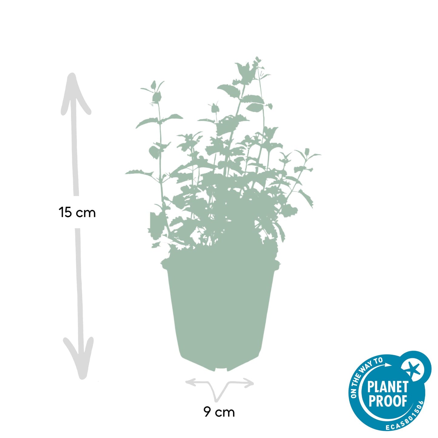Katzenminze Nepeta 'Six Hills Giant' – ↕10-25cm – Ø9cm – 12 Pflanzen – Lila-blühende Staude – Sonniger Standort – Pflegeleicht & trockenheitsresistent