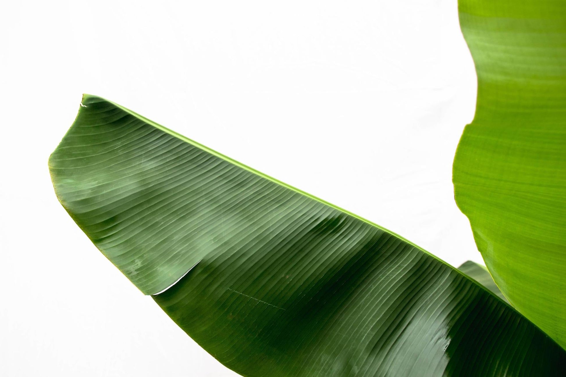 Bananenpflanze – Musa – ca. 160 cm hoch – Ø30 cm – tropische Zimmerpflanze – große grüne Blätter – dekorativ & pflegeleicht