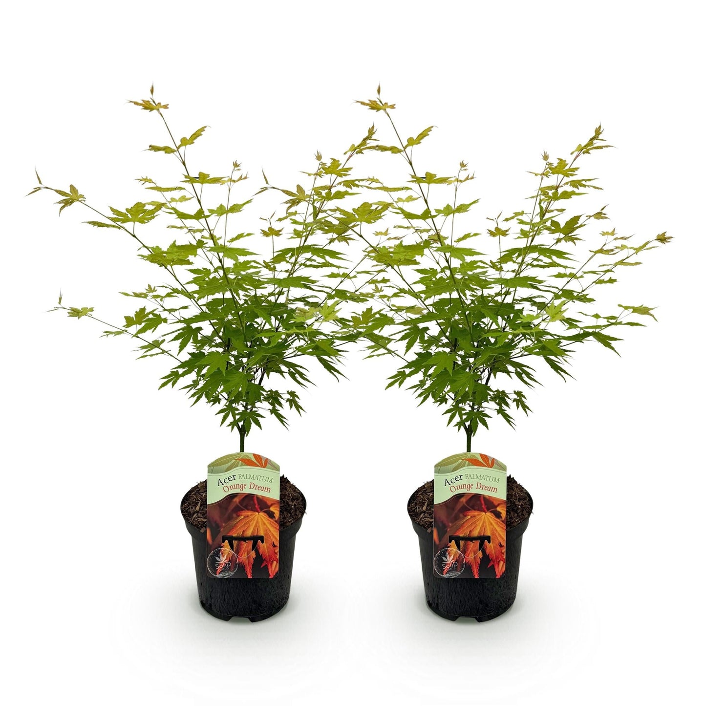 Japanischer Ahorn – Acer palmatum 'Orange Dream' – 2 Pflanzen – ca. 70 cm hoch – Topf Ø19 cm – orangefarbenes, fein gefiedertes Laub – Balkon- & Gartenpflanze