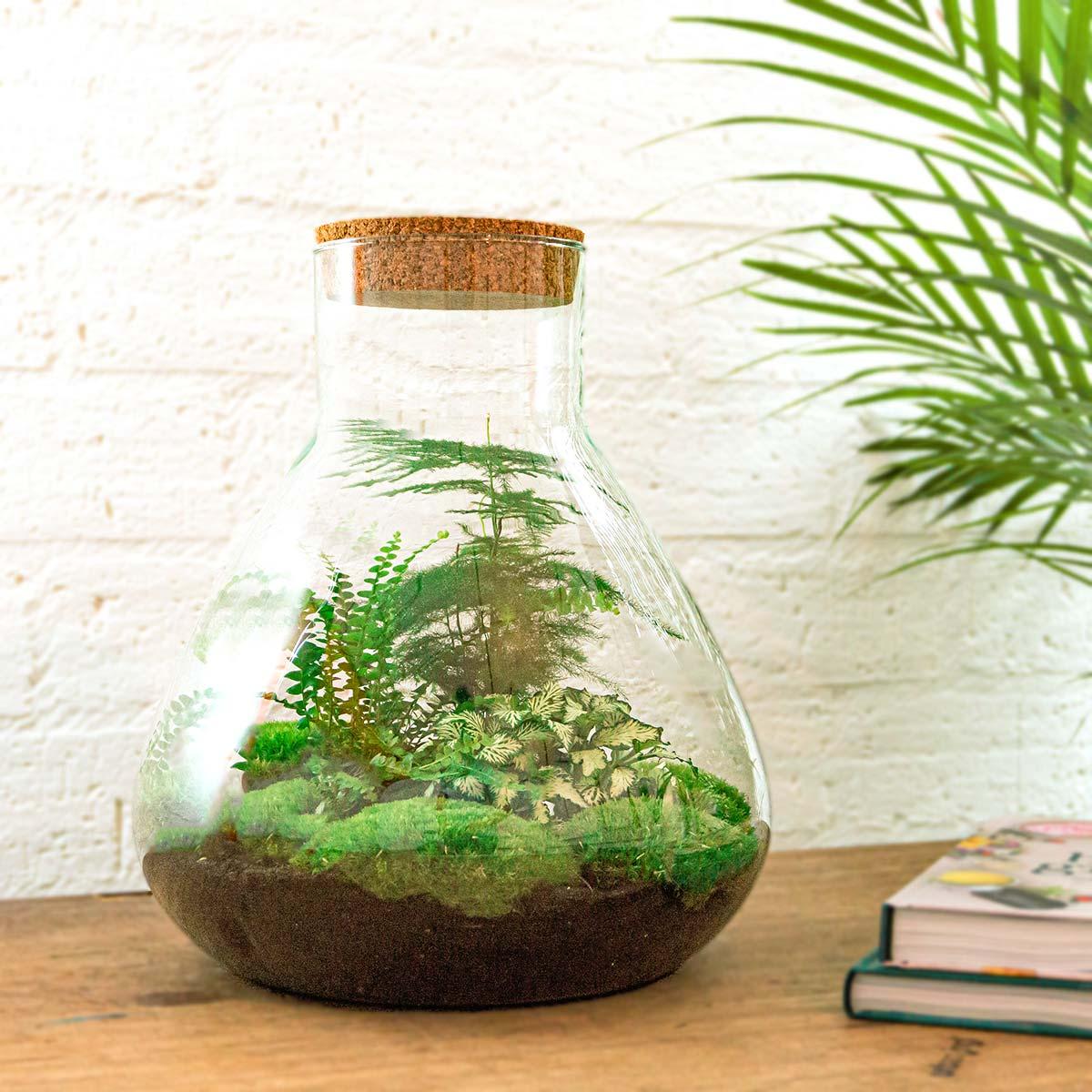 Flaschengarten - DIY Bausatz - Terrarium - Sam XL - ↕35cm