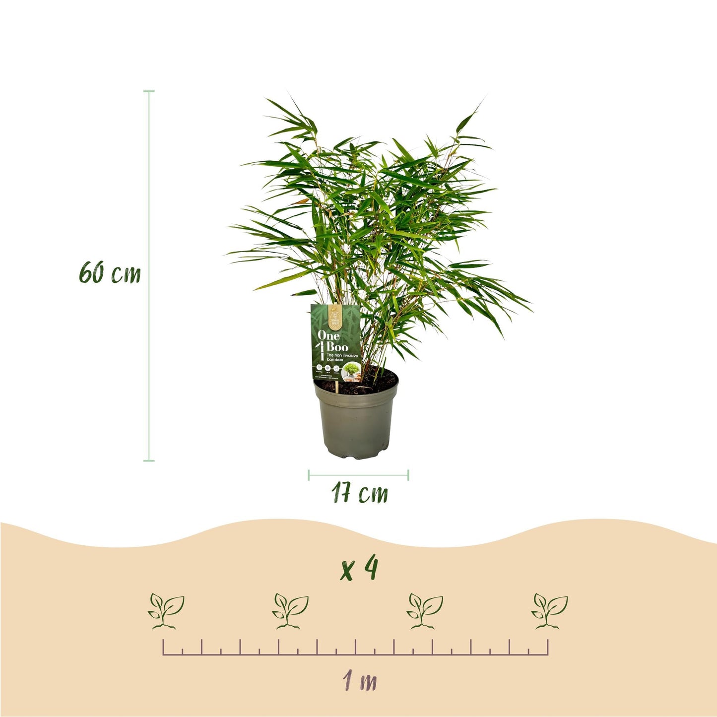 GreenboutiQ - Bambus - Fargesia rufa - Grün - 4 Pflanzen - Immergrün - Nicht Ausbreitend - Topf 17cm Höhe 60cm