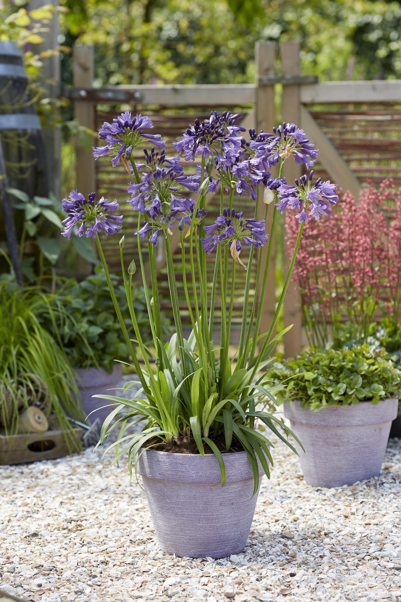 Schmuck-Lilie - Agapanthus 'Poppin Purple' - Ø19cm - ↕30cm