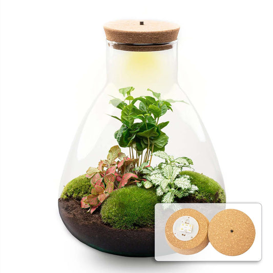 Flaschengarten Sam mit LED – DIY Bausatz Terrarium – ↕30cm – Do-It-Yourself Pflanzen-Set mit LED-Beleuchtung & Korkdeckel – Autarkes Ökosystem – Inkl. Coffea & Fittonia – Für Wohnung & Büro