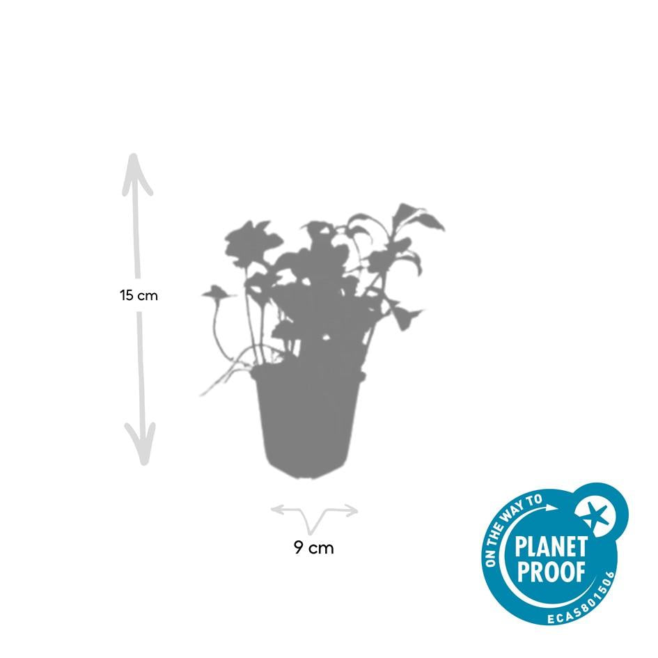 Schattengrün Pachysandra terminalis 'Green Sheen' – ↕10-25cm – Ø9cm – 40 Pflanzen – Immergrüner Bodendecker – Pflegeleicht & Winterhart – Ideal für Schatten