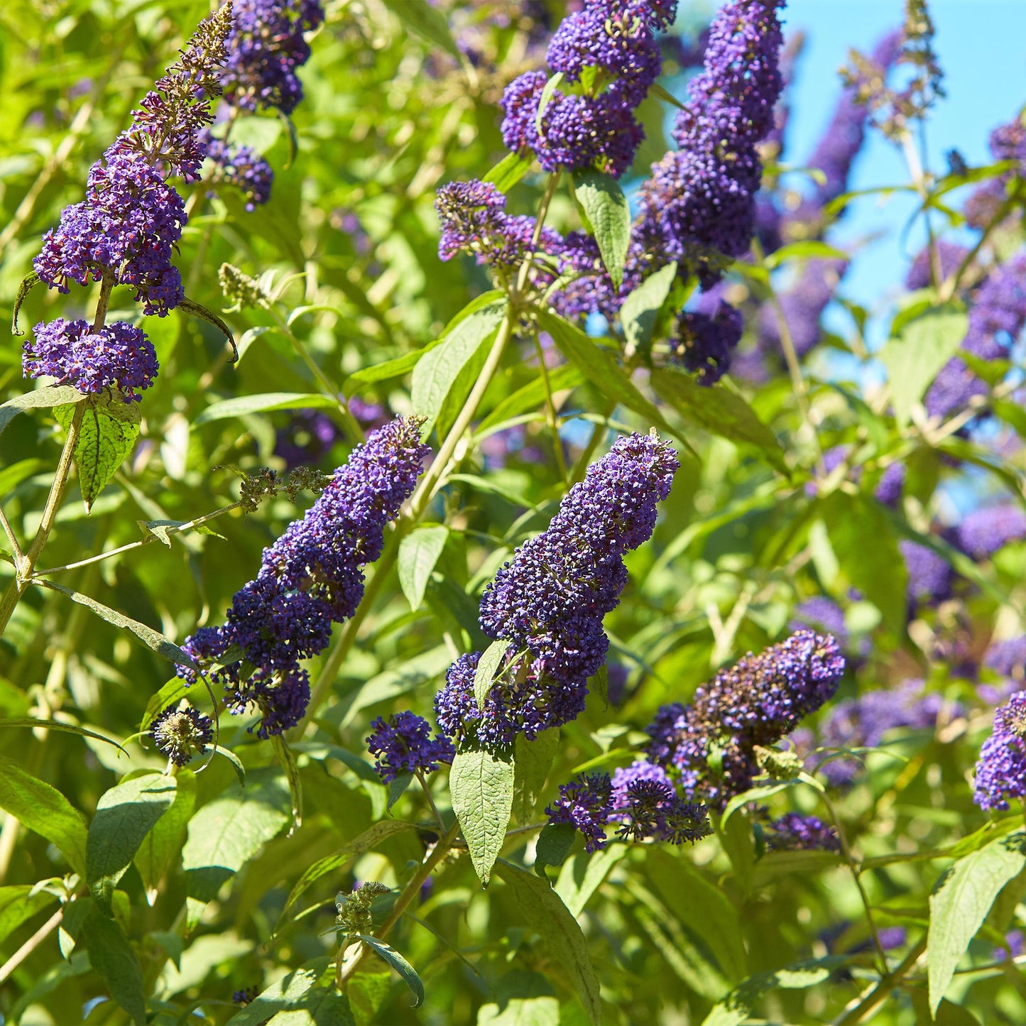 Schmetterlingsstrauch Buddleja davidii Empire Blue – Blau blühender, laubabwerfender Gartenstrauch – Schmetterlings- & bienenfreundlich – Pflegeleicht – 17 cm, Höhe 25 cm