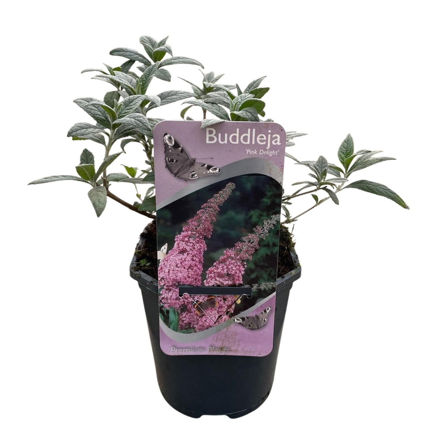 Schmetterlingsstrauch Buddleja davidii Pink Delight – Rosa Blüten – Schmetterlingsfreundlich – Laubabwerfend – 17 cm x H25 cm – Pflegeleicht