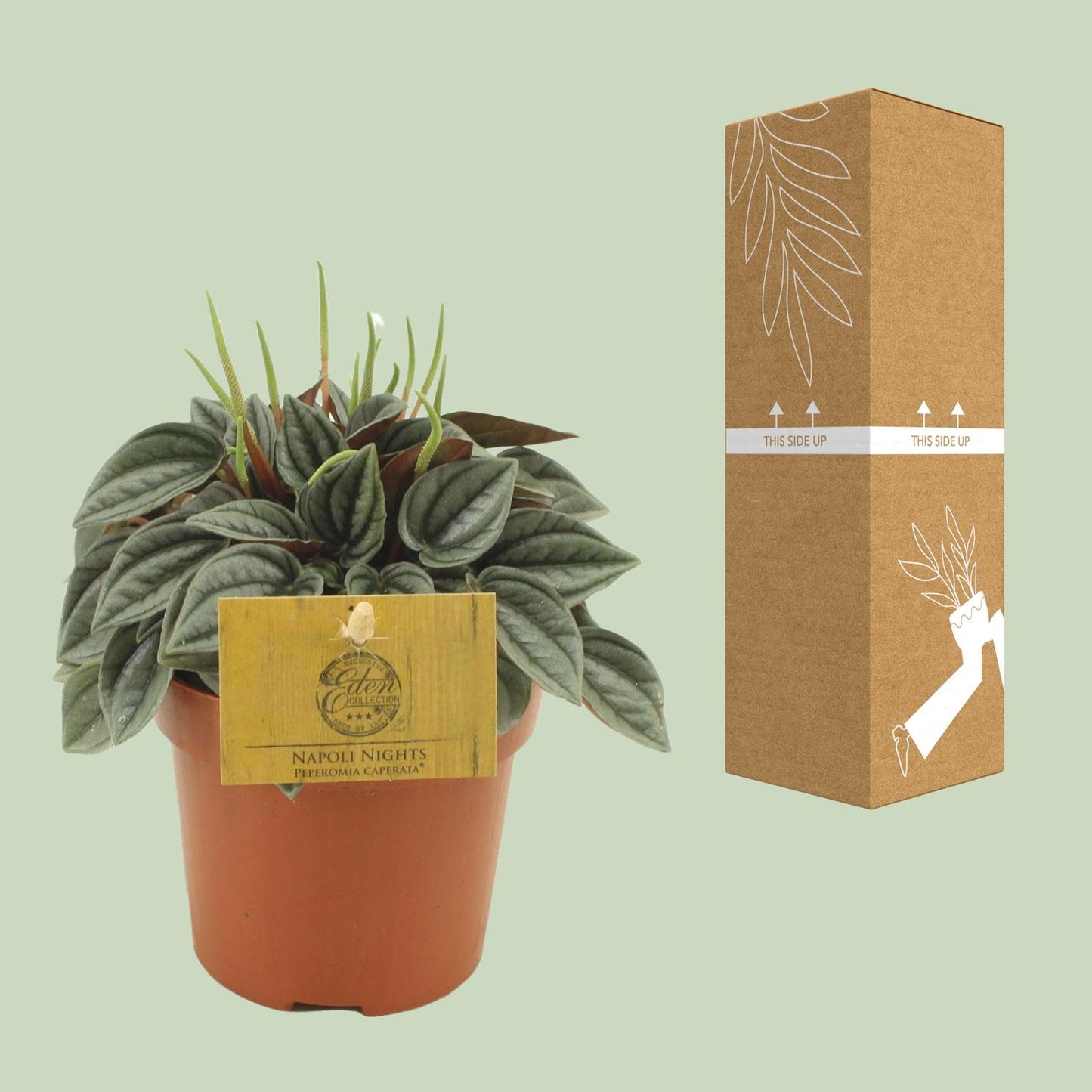 Sukkulente - Peperomia Napoli Nights - Zimmerpflanze - Ø10,5cm - ↕15cm