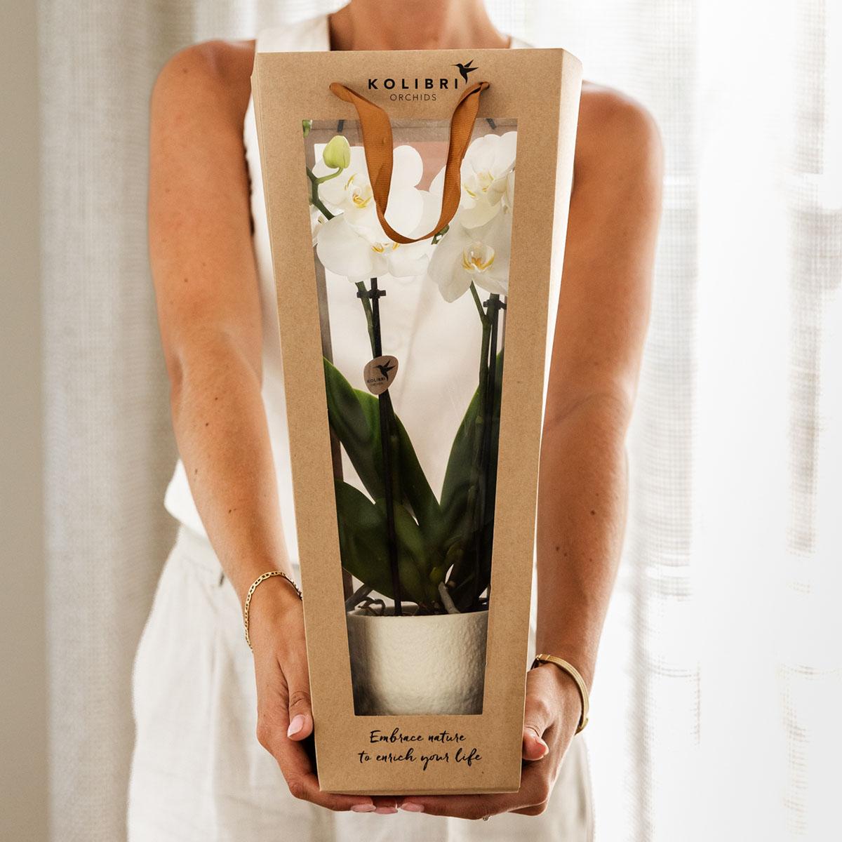 Kolibri Orchids | Pflanzengeschenk viel Glück | Lausanne-Orchidee mit Topf, Karte & Geschenktasche