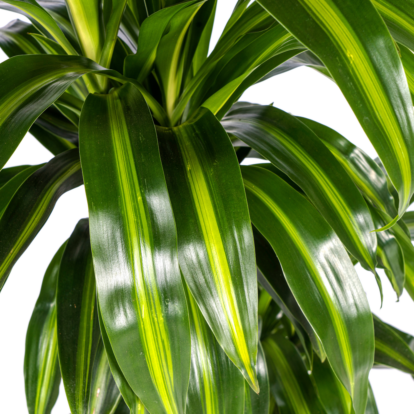 Drachenbaum - Dracaena Deremensis ‘Hawaiian Sunshine’ – Zimmerpflanze – Ø21 cm – Höhe 90–110 cm – Tropisches Flair mit gelb-grünem Laub