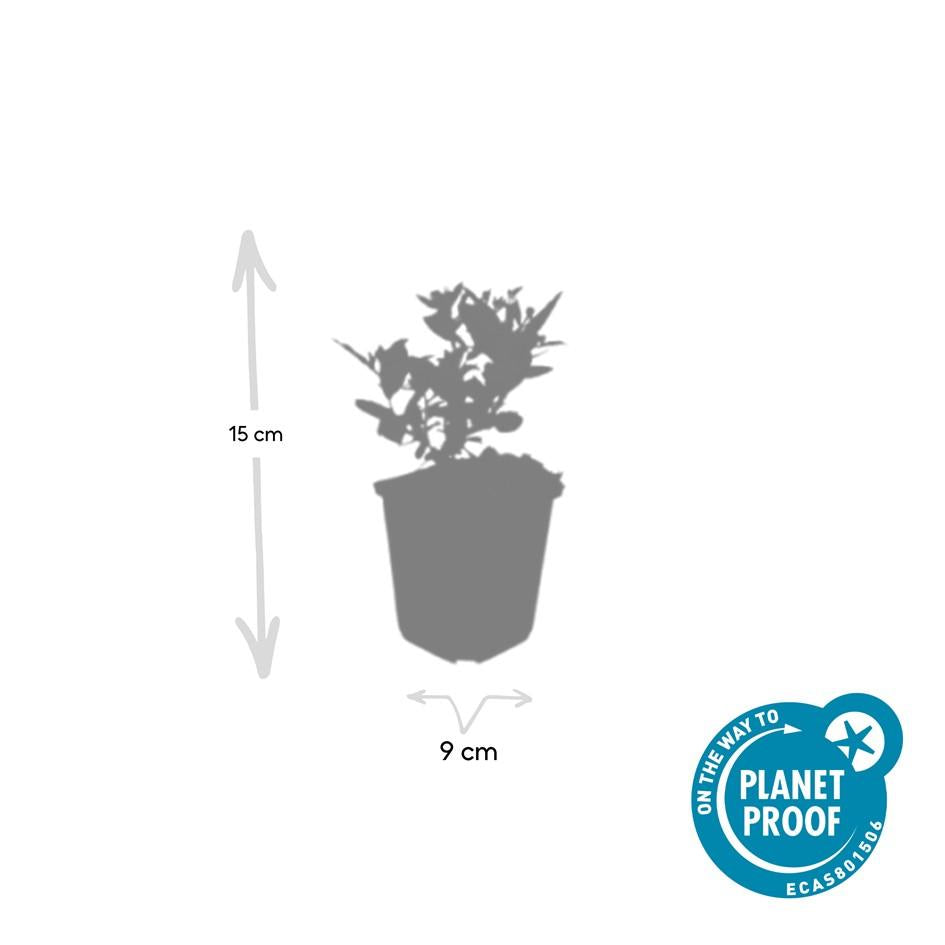 Aster ageratoides 'Stardust' – 48 Pflanzen – ↕10-25cm – Ø9cm – Herbstblüher – Weiß mit gelbem Zentrum – Bienen- & Schmetterlingsfreundlich – Pflegeleicht – Sonne bis Halbschatten