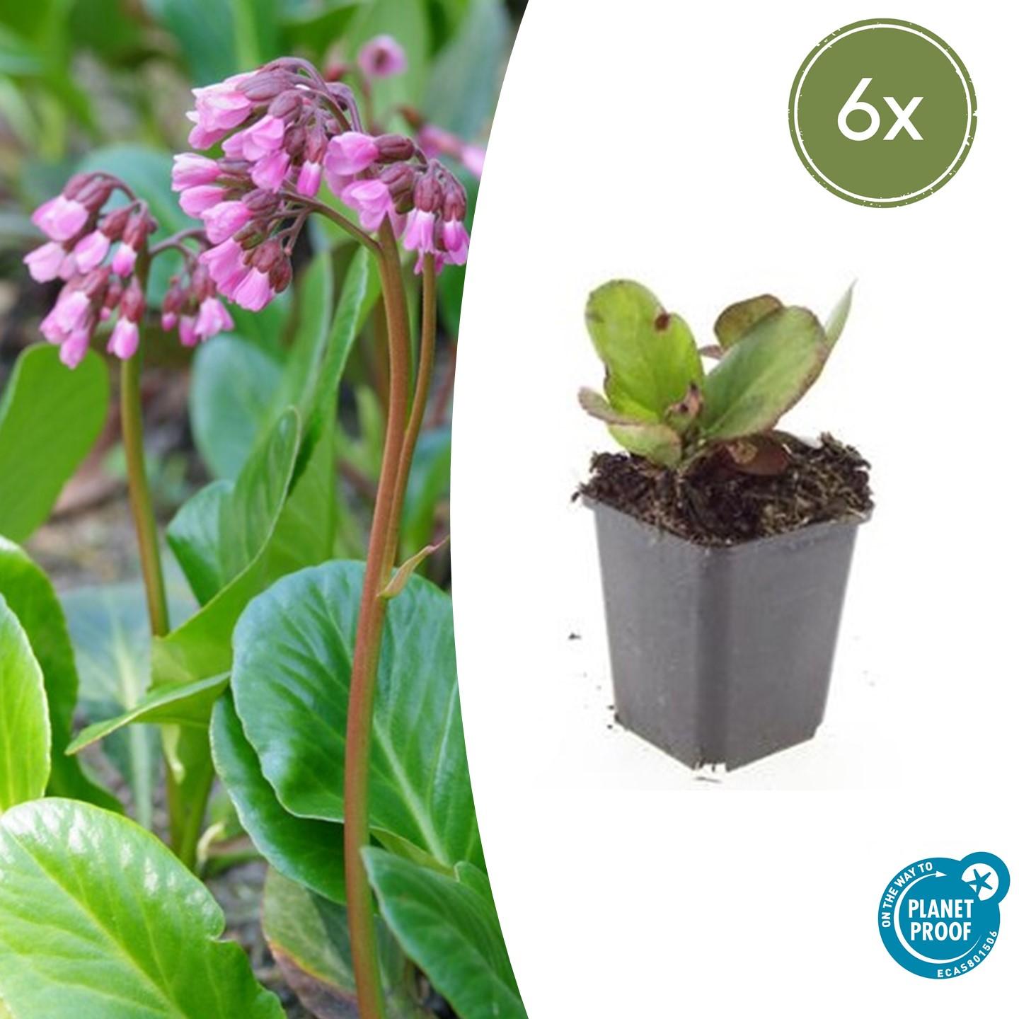 Bergenie – Bergenia cordifolia 'Herbstblüte' – ↕10-25cm – Ø9cm – 6 Pflanzen – immergrün & winterhart