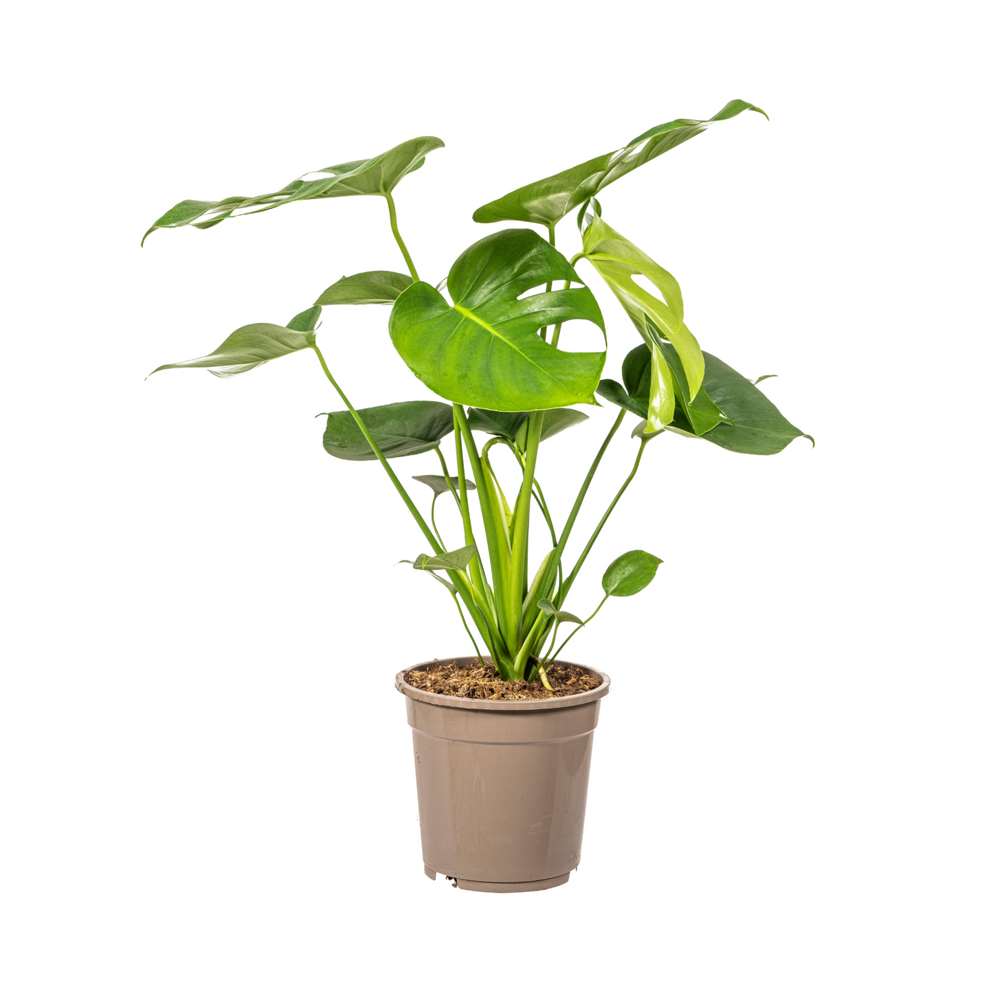 Fensterblatt Monstera Deliciosa Tauerii – Ø19 cm – ca. 70–90 cm hoch – Zimmerpflanze mit großen, herzförmigen Blättern – Für Wohnzimmer & Büro