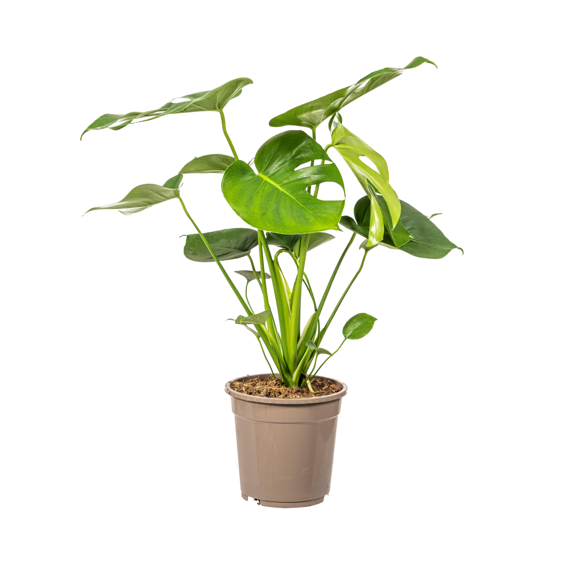 Fensterblatt Monstera Deliciosa Tauerii – Ø19 cm – ca. 70–90 cm hoch – Zimmerpflanze mit großen, herzförmigen Blättern – Für Wohnzimmer & Büro