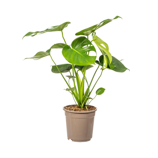 Fensterblatt Monstera Deliciosa Tauerii – Ø19 cm – ca. 70–90 cm hoch – Zimmerpflanze mit großen, herzförmigen Blättern – Für Wohnzimmer & Büro