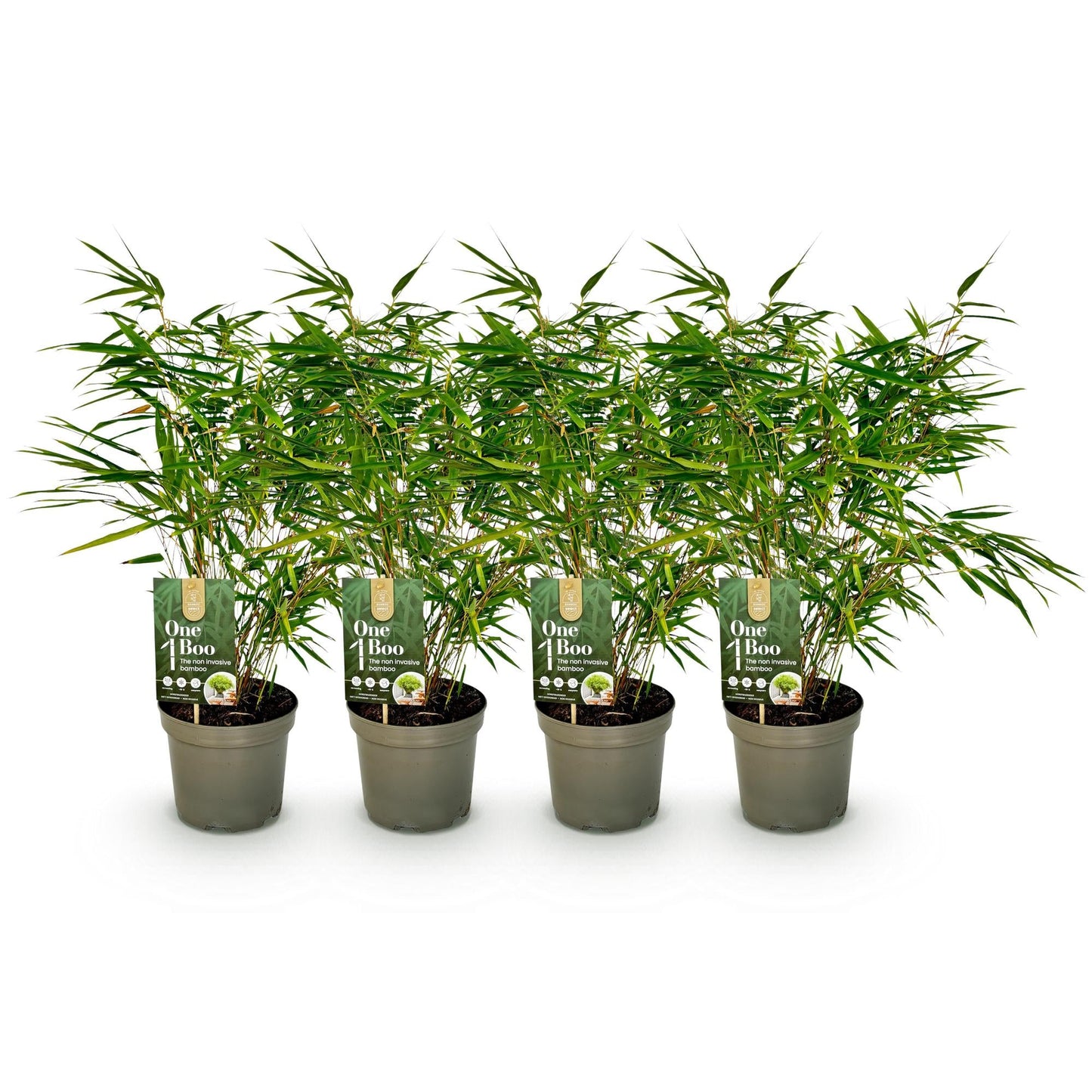 GreenboutiQ - Bambus - Fargesia rufa - Grün - 4 Pflanzen - Immergrün - Nicht Ausbreitend - Topf 17cm Höhe 60cm