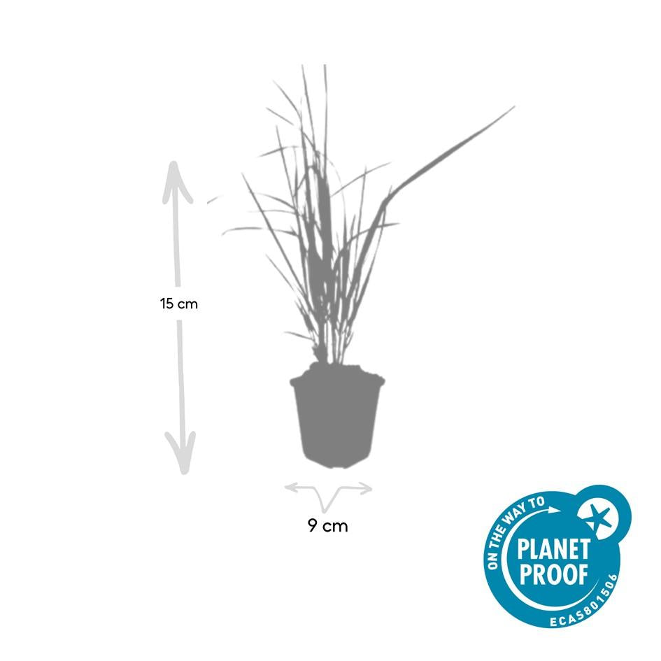 Calamagrostis acutiflora ‘Karl Foerster’ – 48 Pflanzen – ↕10-25cm – Ø9cm – Winterhartes Ziergras – Aufrechter Wuchs – Pflegeleicht – Für Beete & Rabatten