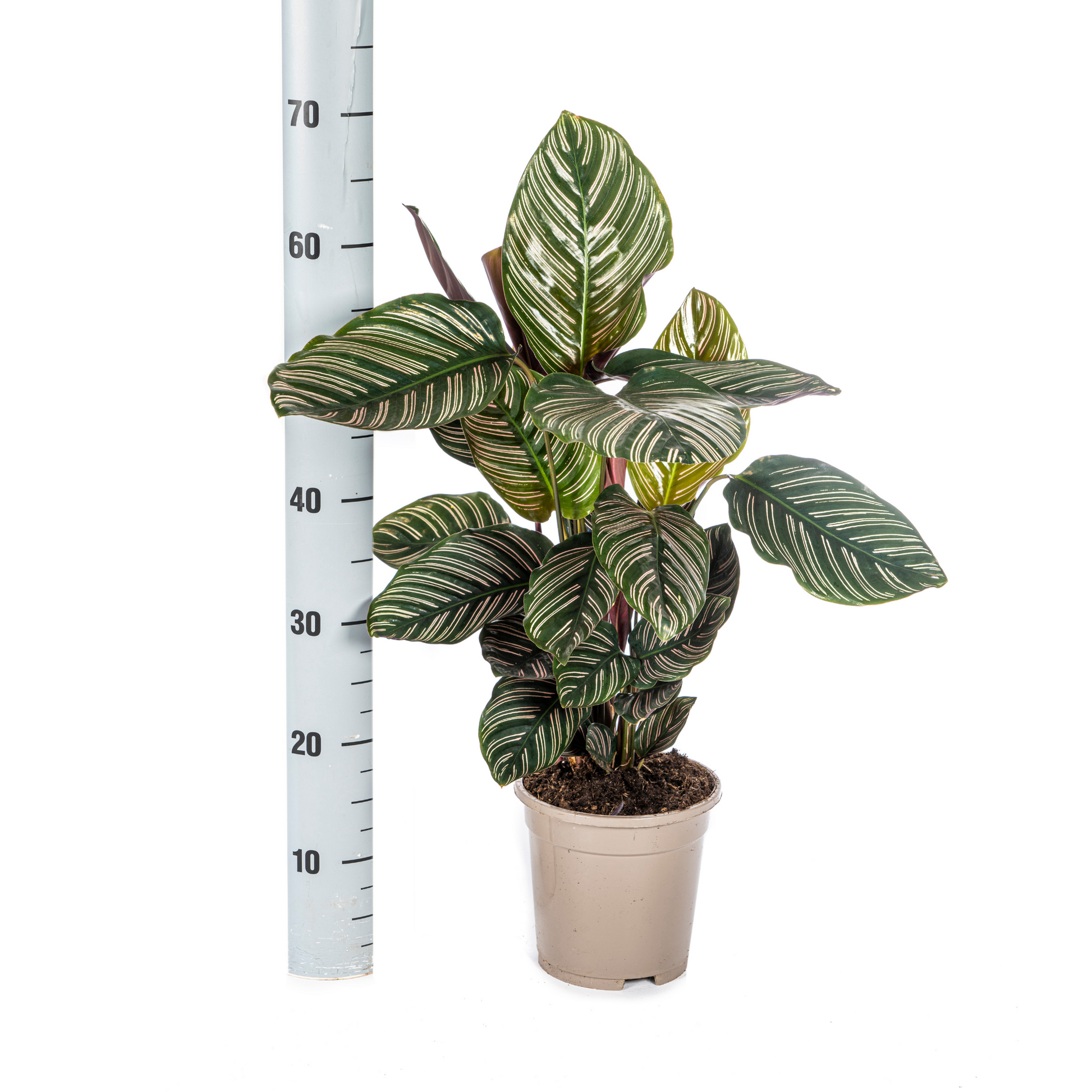 Korbmarante Calathea Ornata Sanderiana – Ø17 cm – ca. 40–50 cm hoch – Zimmerpflanze mit pink gestreiften Blättern – Für Wohnzimmer & Büro