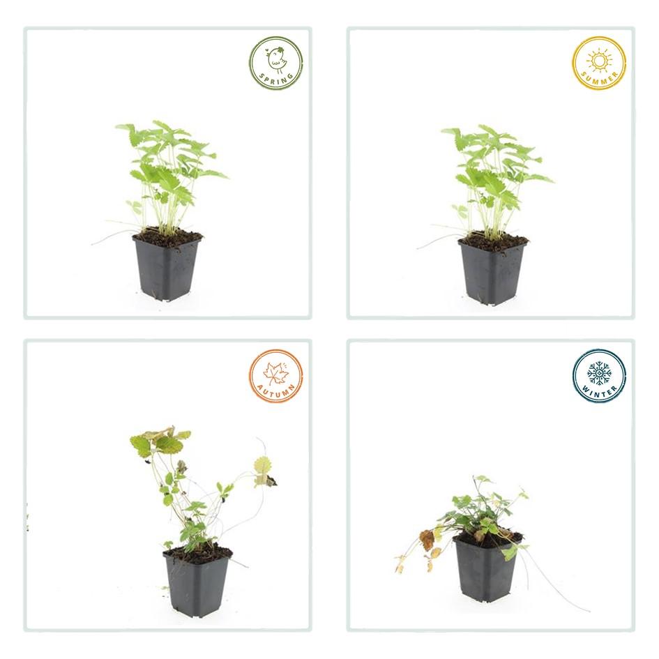 Fragaria vesca – 24 Pflanzen – ↕10-25cm – Ø9cm – Wald-Erdbeere – Aromatisch & Süß – Bodendecker & Beerenpflanze – Pflegeleicht – Sonne & Halbschatten