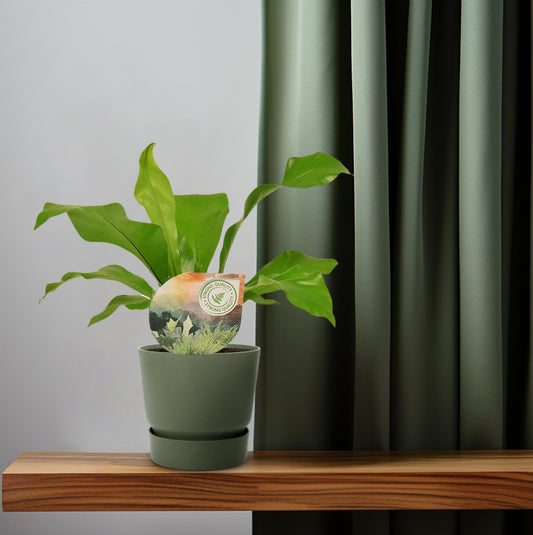 Rippenfarn – Asplenium Nidus – Zimmerpflanze – Ø12 cm – ↨35 cm – Pflegeleicht & Luftreinigend – Ideal für Halbschatten