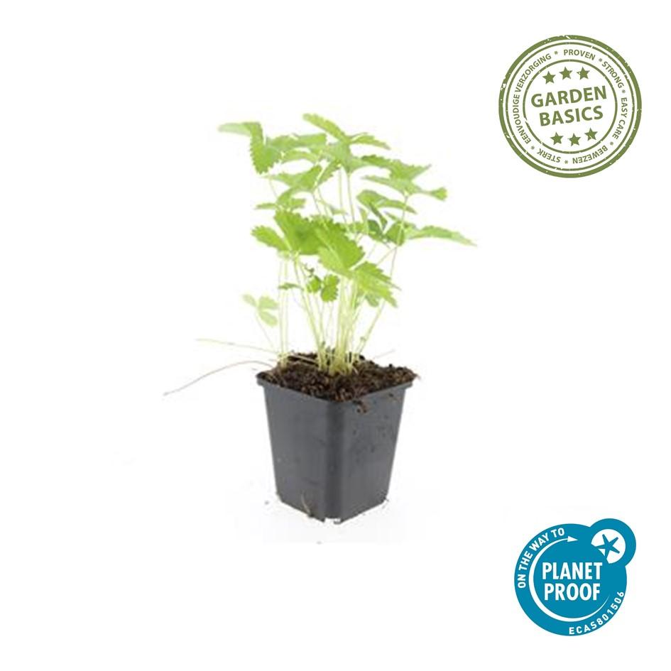 Fragaria vesca – 24 Pflanzen – ↕10-25cm – Ø9cm – Wald-Erdbeere – Aromatisch & Süß – Bodendecker & Beerenpflanze – Pflegeleicht – Sonne & Halbschatten