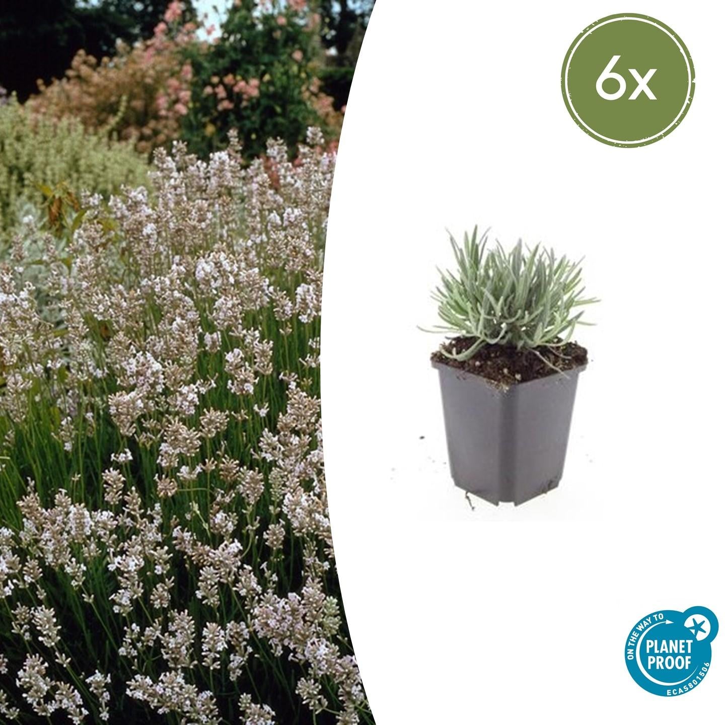 Lavendel Lavandula int. 'Edelweiss' – ↕10-25cm – Ø9cm – 6 Pflanzen – Weiße Blüten, Bienen- & Schmetterlingsfreundlich, Winterhart