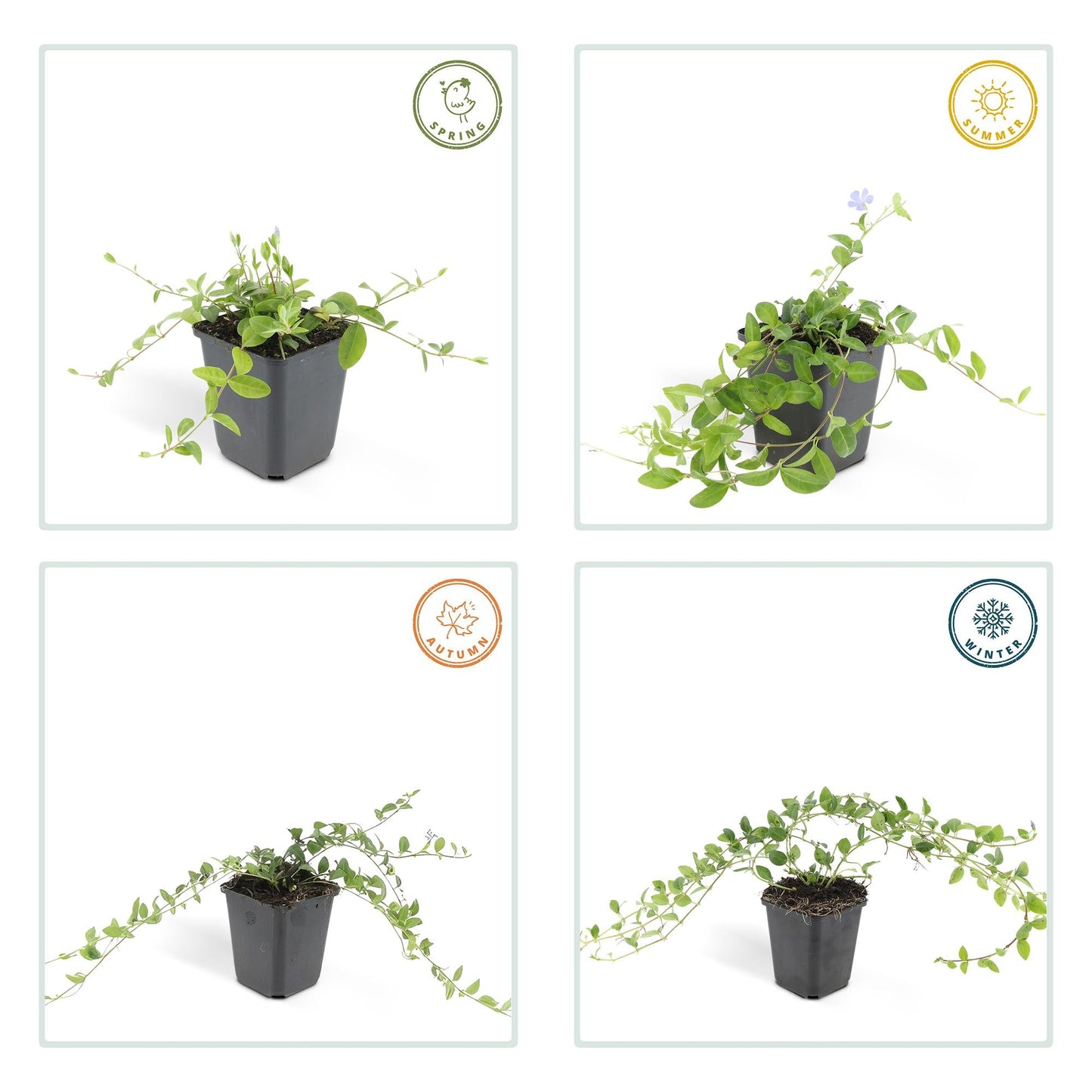 Vinca minor 'La Grave' – Immergrüner Bodendecker – Violette Blüten – 48 Pflanzen – 10–25 cm – Ø9 cm – Robuste, pflegeleichte Unterpflanzung für Garten, Beete & Steingärten – Schattentolerant