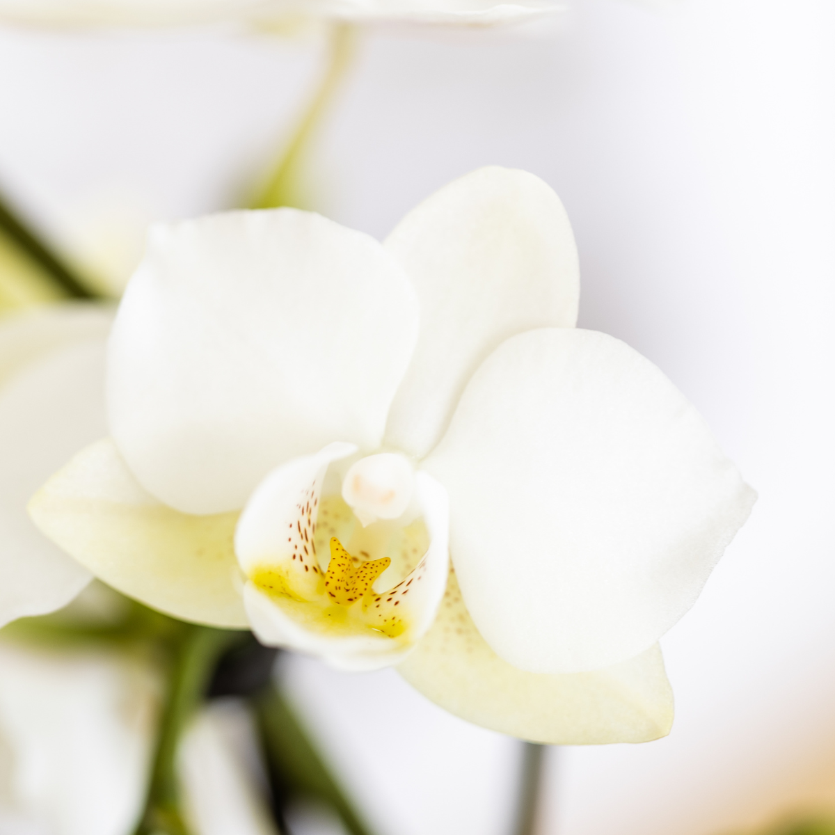 Pflanzenset – Weiße Phalaenopsis Orchidee Lausanne & Sukkulente – Keramik-Ziertöpfe auf weißem Tablett – Zimmerpflanze – Ø9 cm