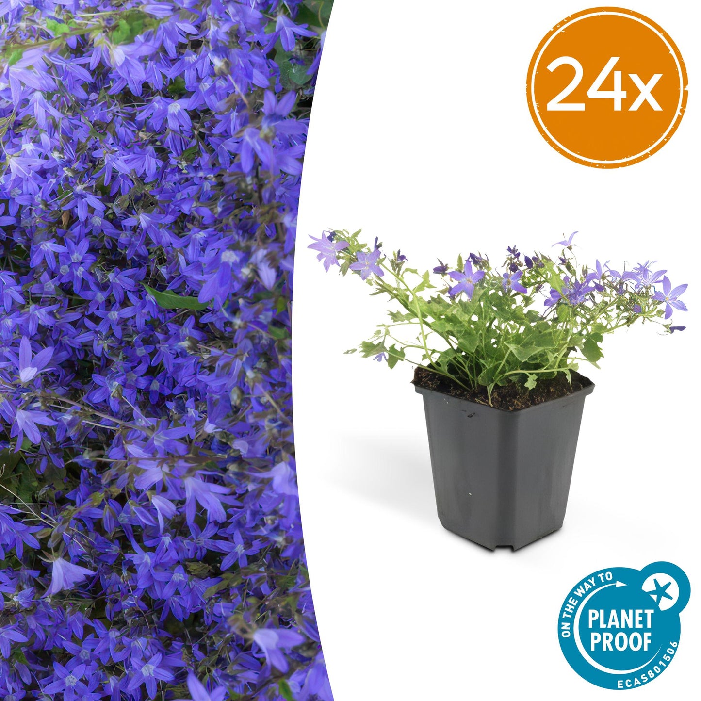 Campanula poscharskyana 'Stella' – 24 Pflanzen – ↕10-25 cm – Ø9 cm – Blaue, kriechende Blüten – Bodendecker – Pflegeleicht – Sonne & Halbschatten