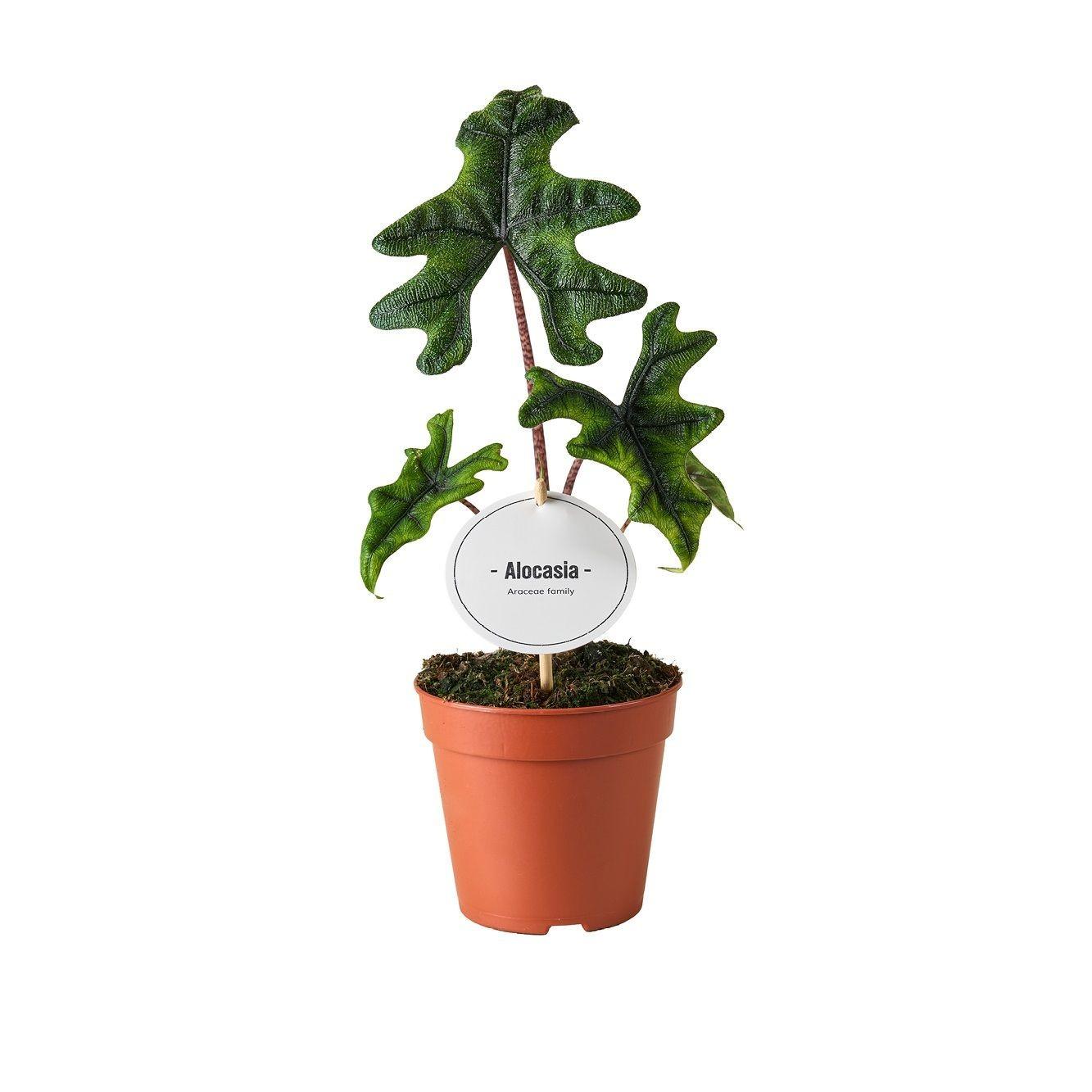 Alocasia Jacklyn – Elefantenohr Zimmerpflanze – Ø12cm – ca. 30cm hoch – Exotische Alocasia mit tief eingeschnittenen Blättern – Pflegeleicht & dekorativ für Wohnzimmer & Büro