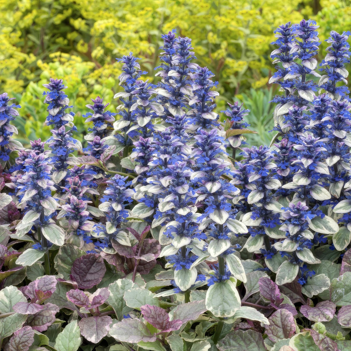 Ajuga reptans 'Burgundy Glow' – 48 Pflanzen – ↕10-25cm – Ø9cm – Bodendecker – Mehrfarbiges Laub – Winterhart & Pflegeleicht – Bienenfreundlich